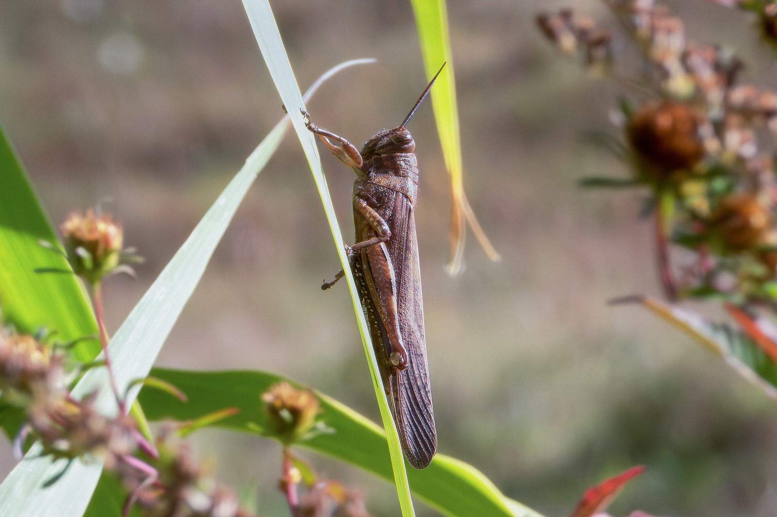 Anacridium aegyptium (Egyptian locust)