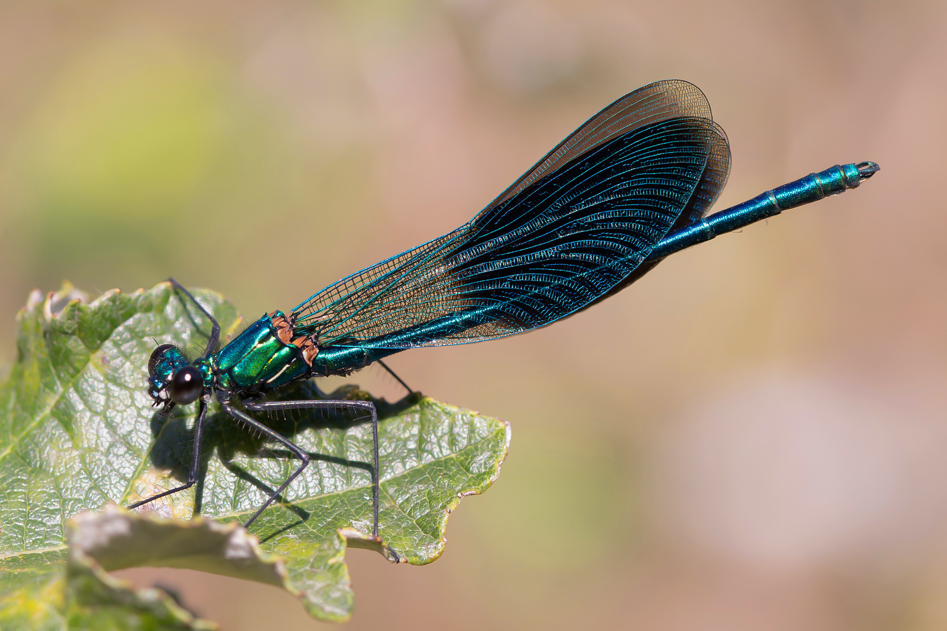 Calopteryx splendens male