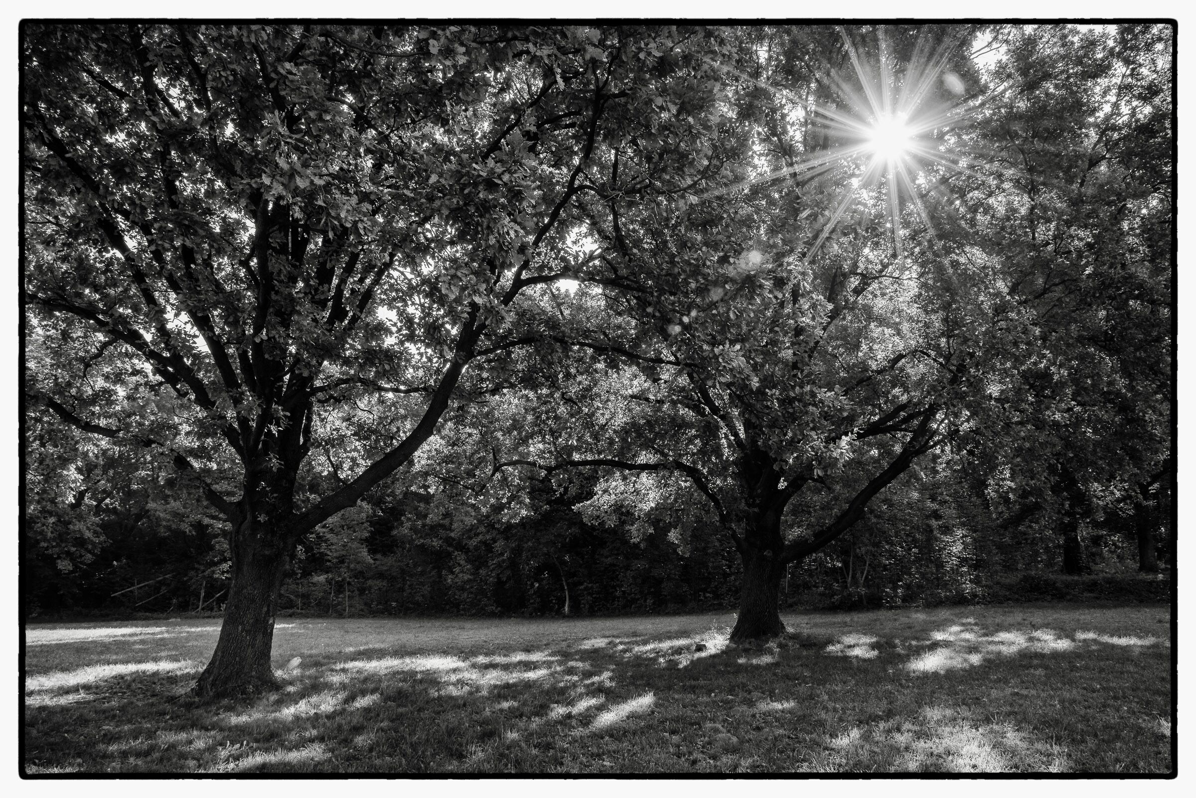 Sole nella Natura…