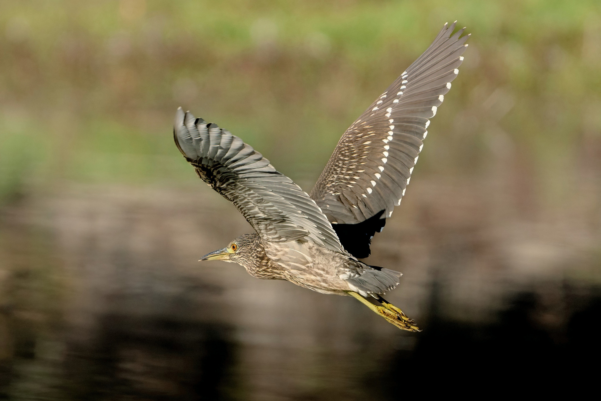 Giovane Nitticora (Nycticorax nycticorax)