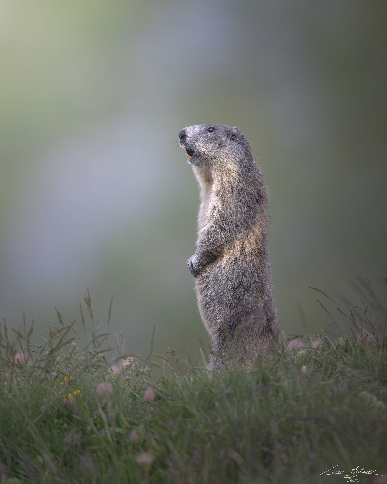 L'ultimo urlo dell'anno