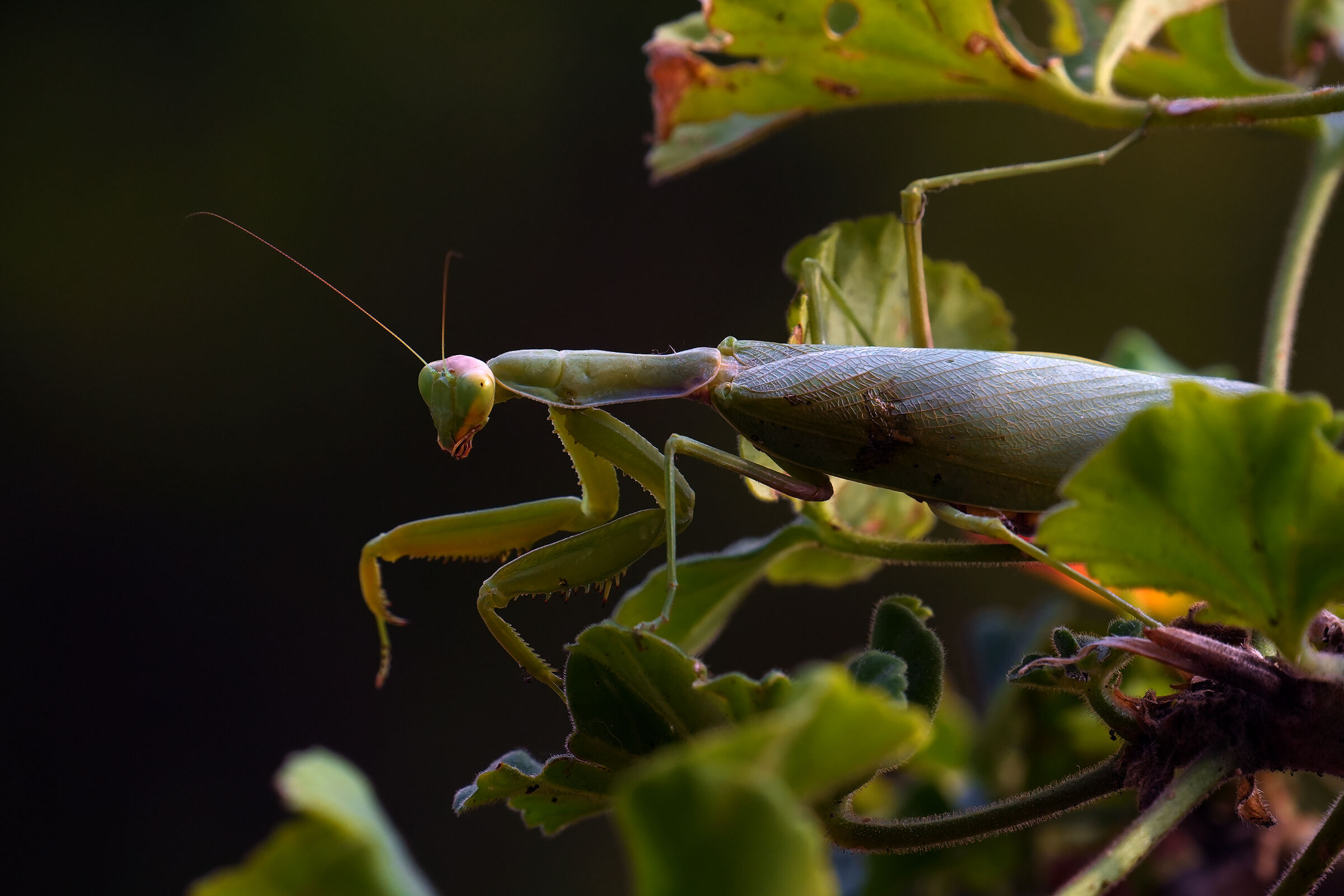 Mantis2