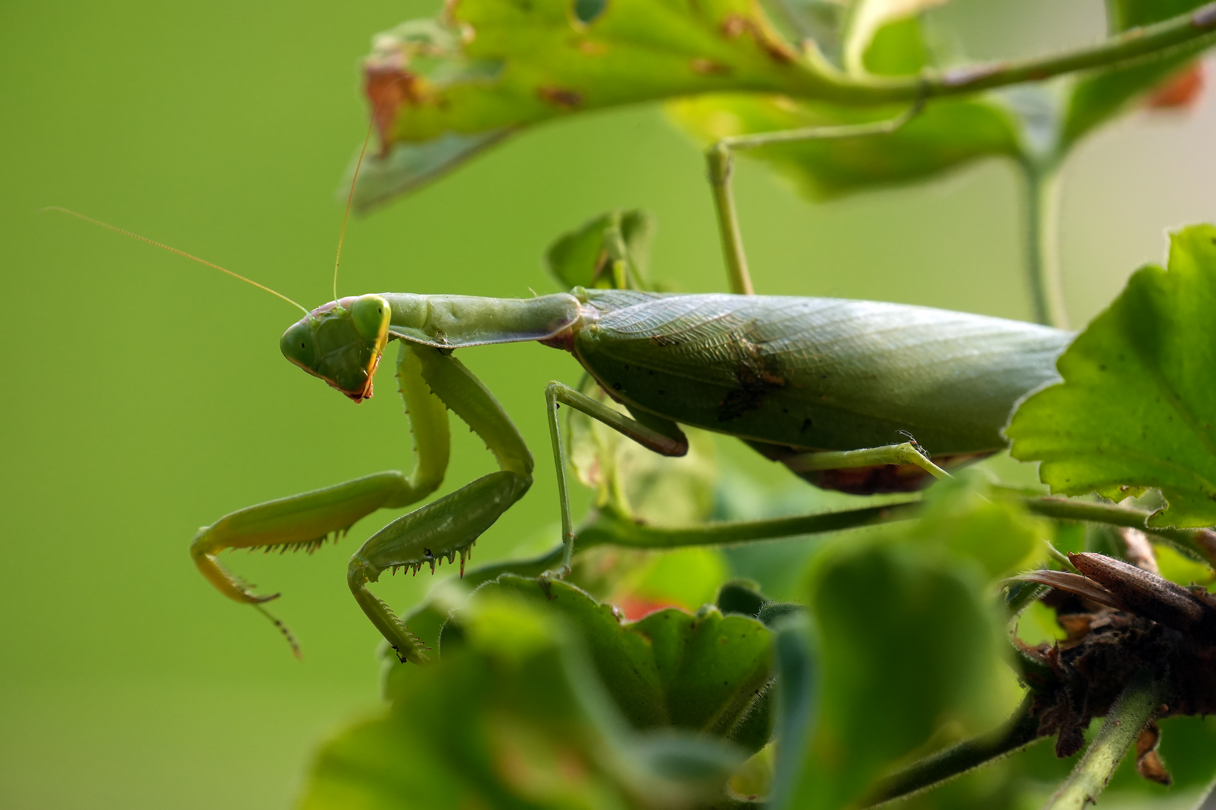 Mantis3