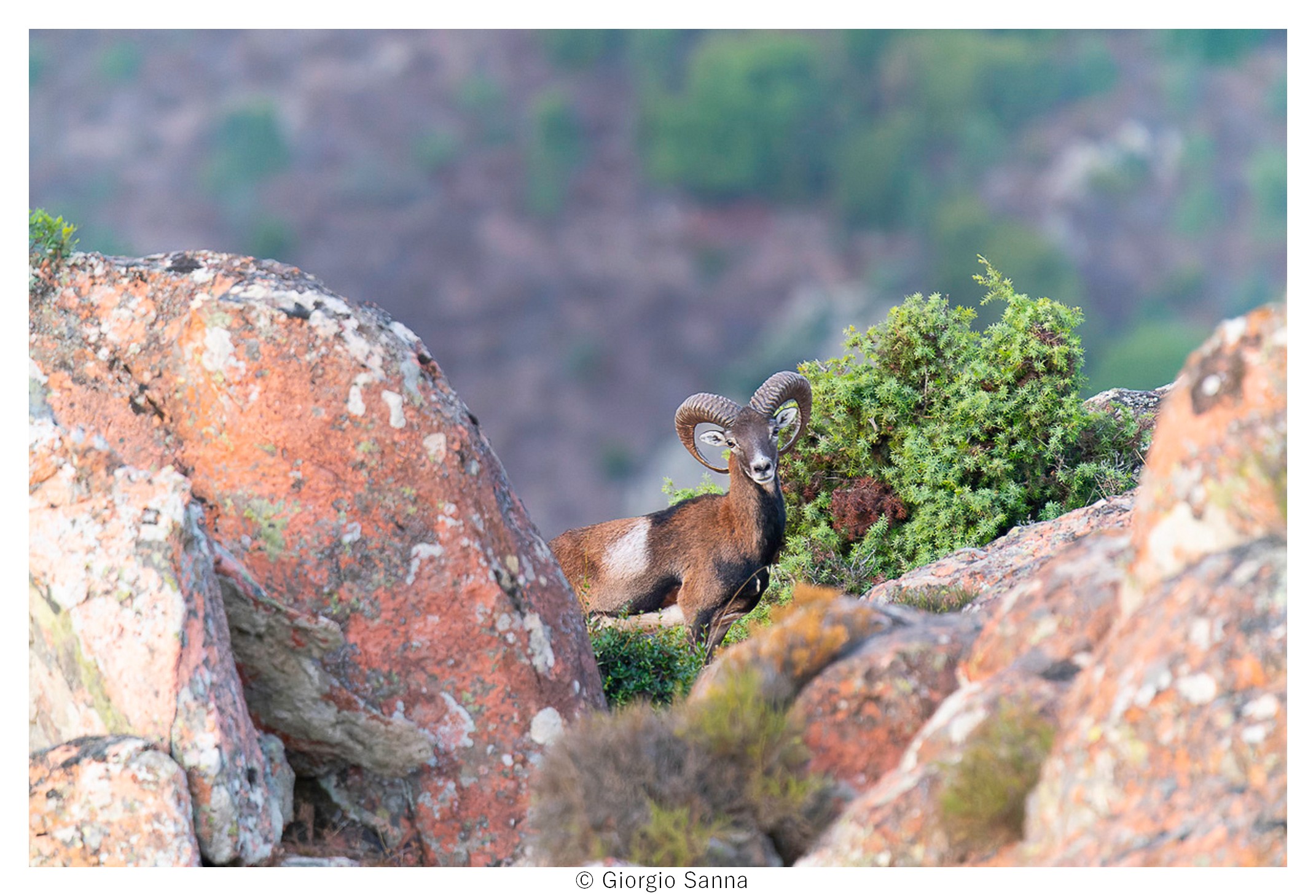 Sardinian mouflon Ovis musimon