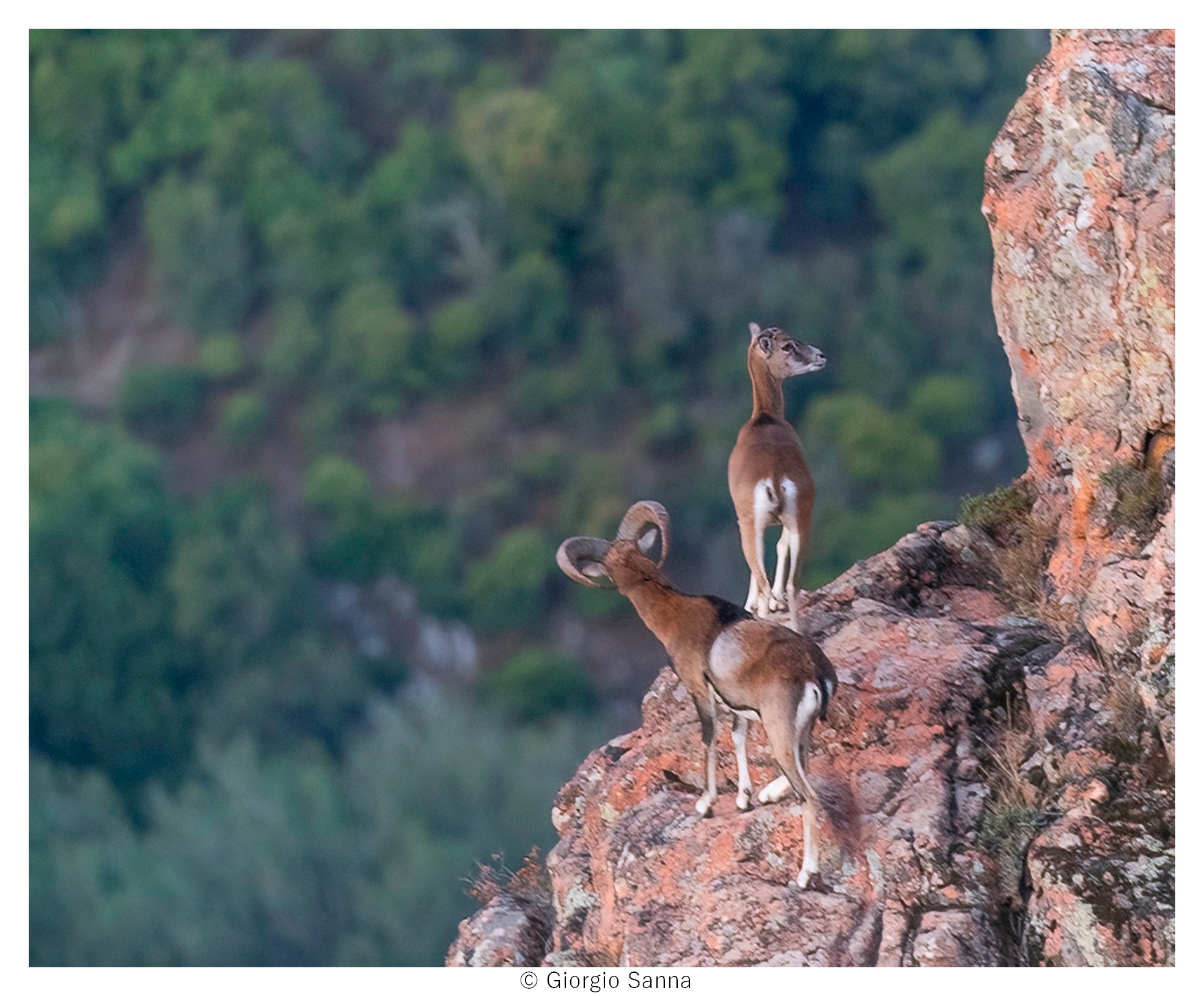 Sardinian mouflon Ovis musimon