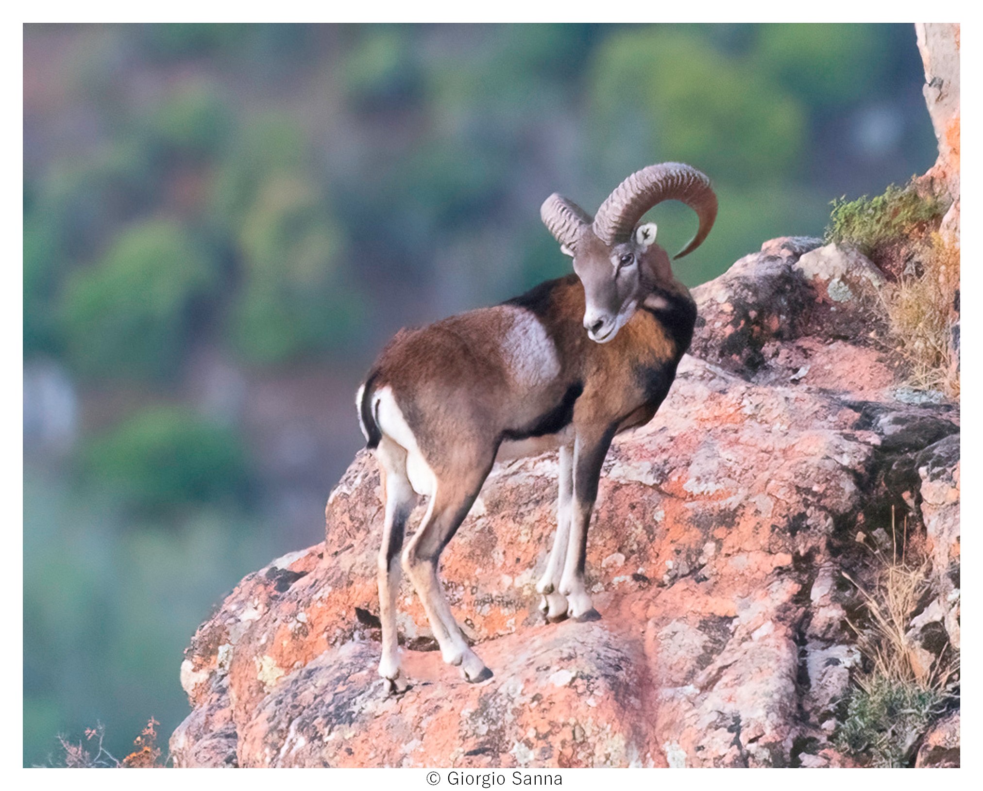 Sardinian mouflon Ovis musimon