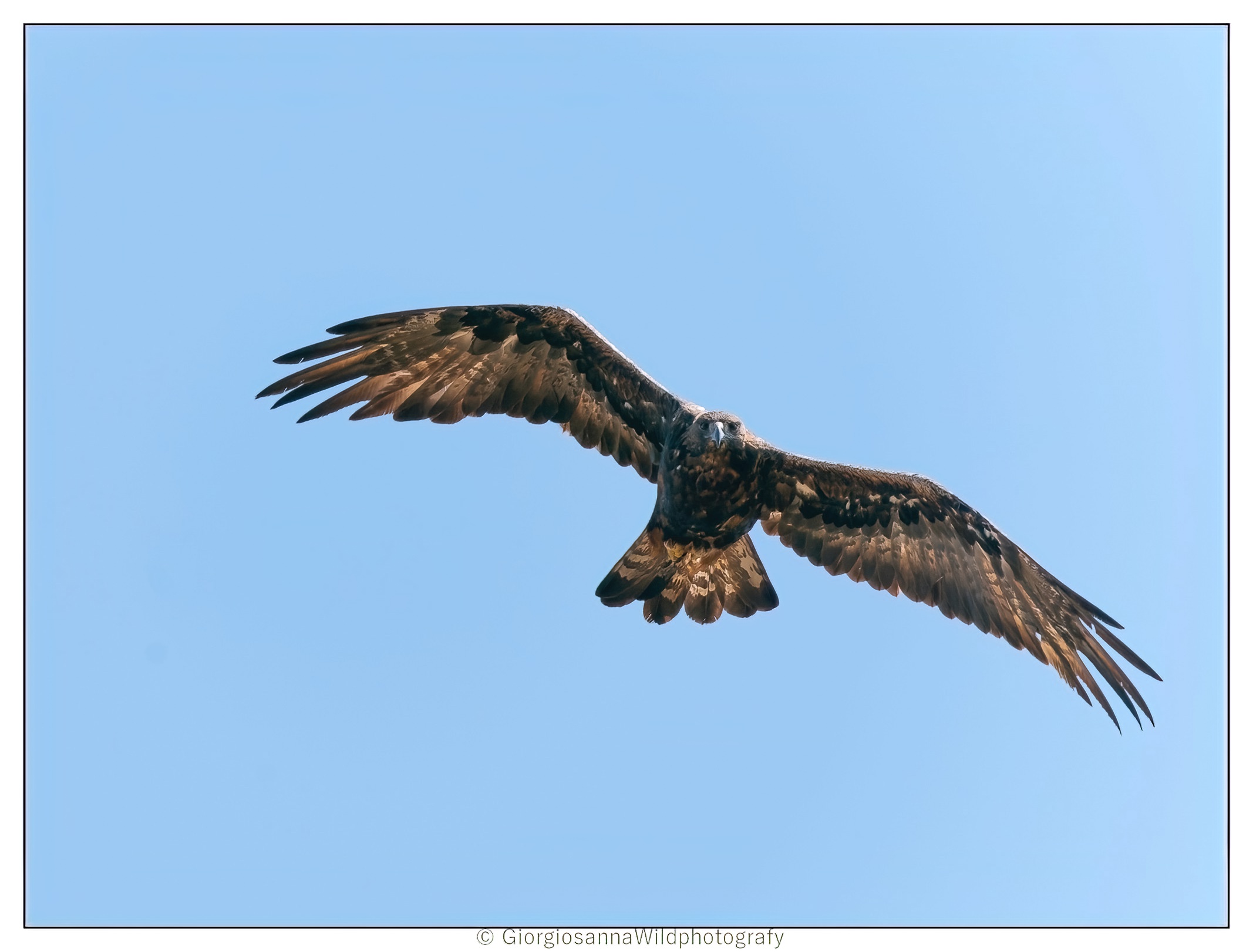 Golden eagle