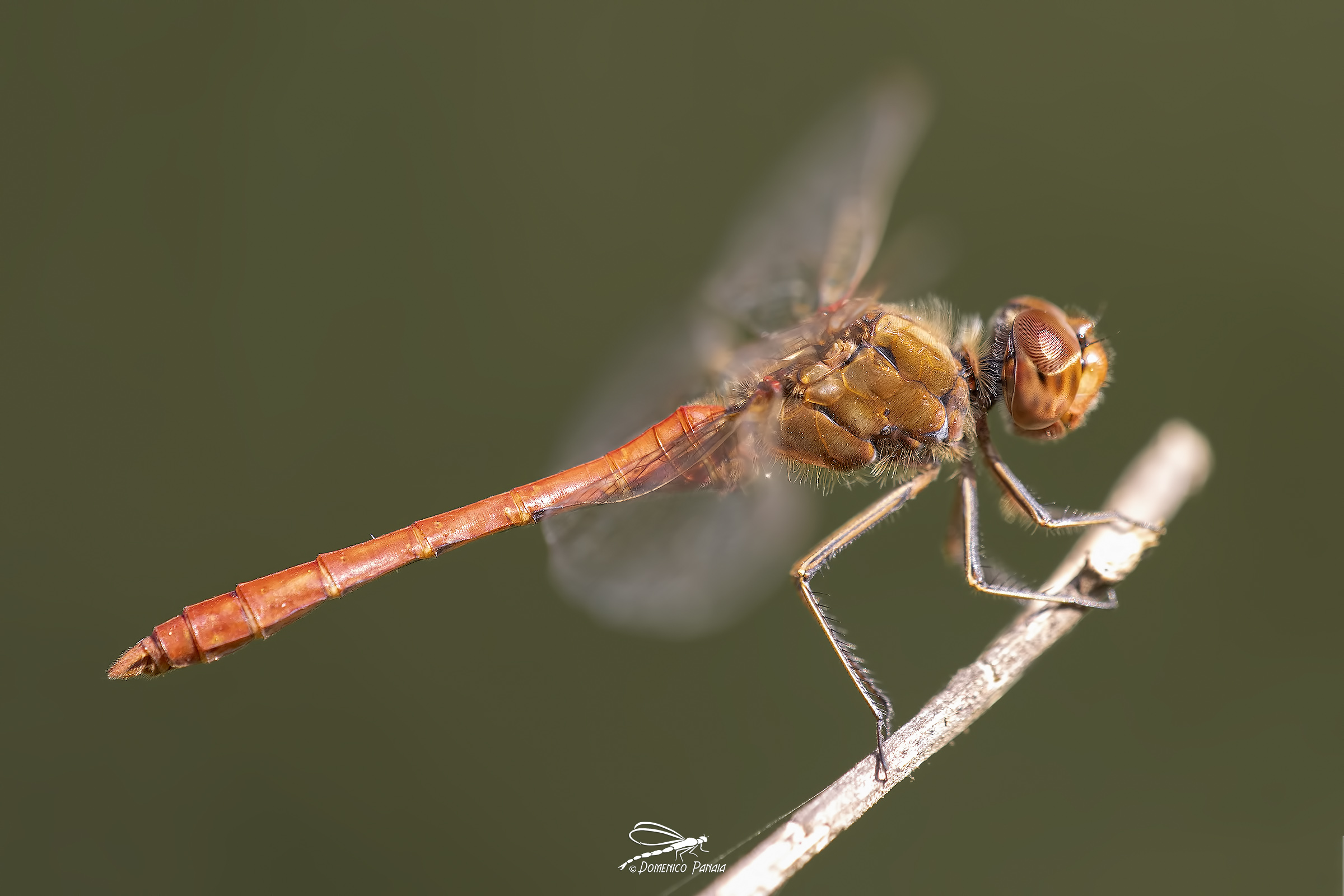 Southern Sympetrum