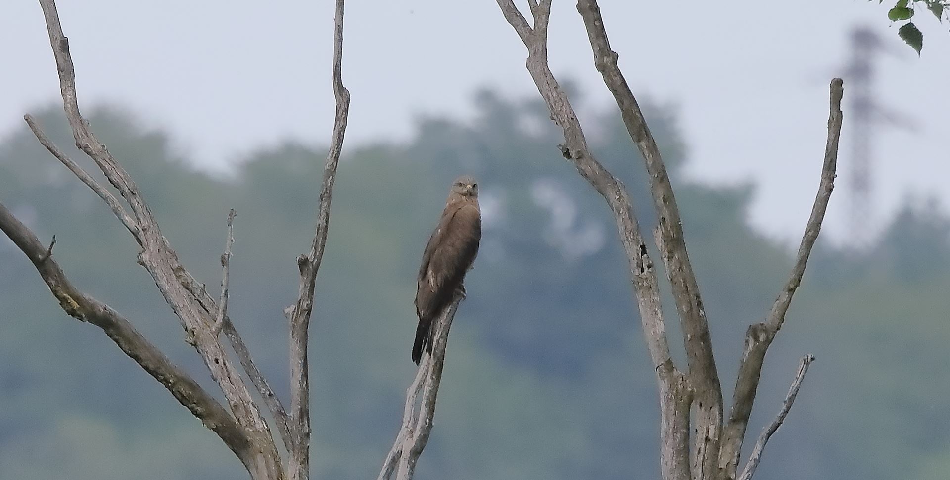 Nibbio bruno 22-05-2023
