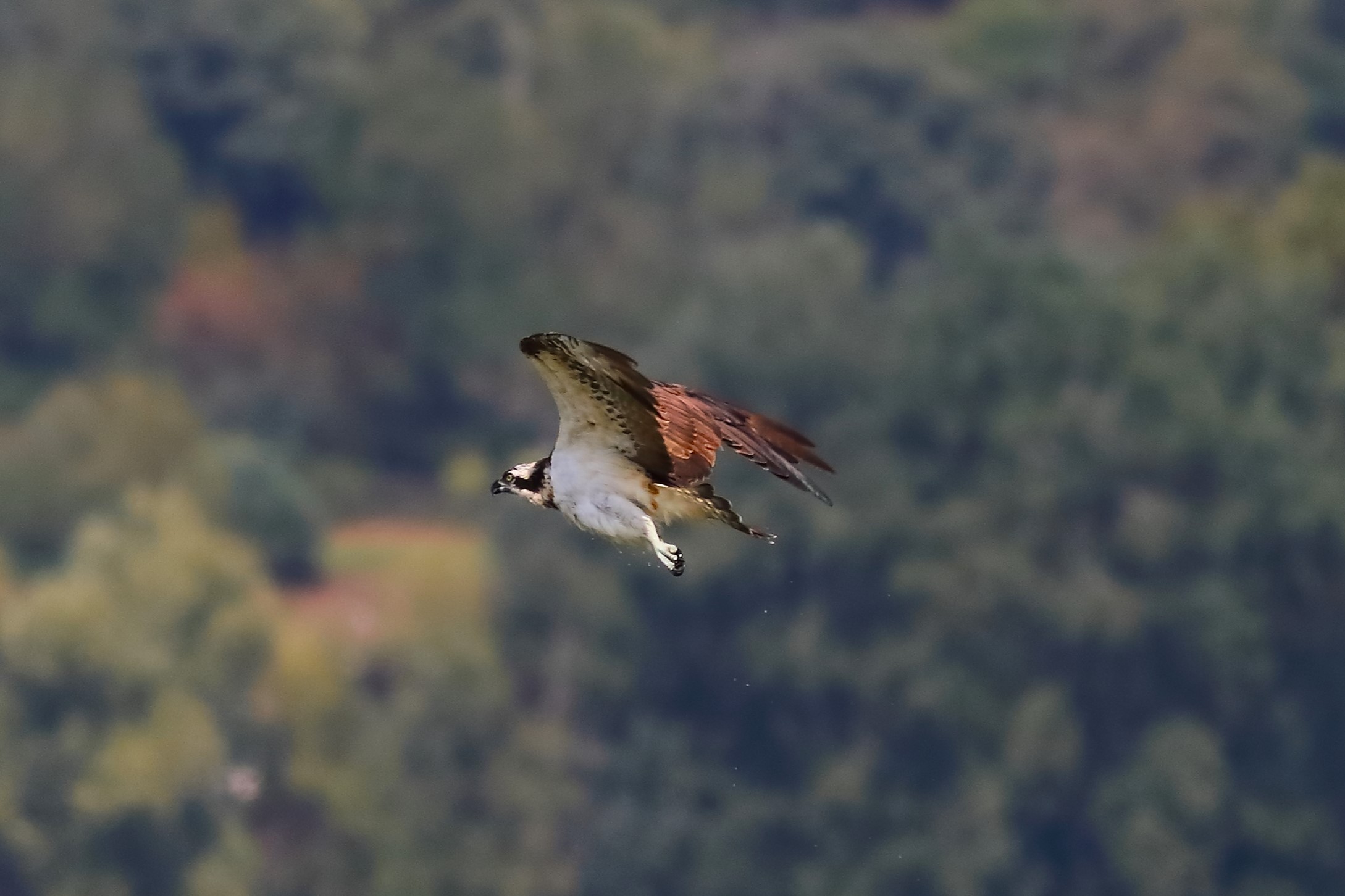 Falco pescatore 01-09-2023