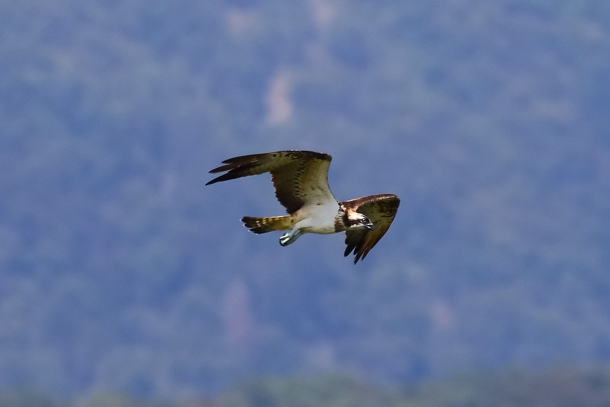 Falco pescatore 01-09-2023