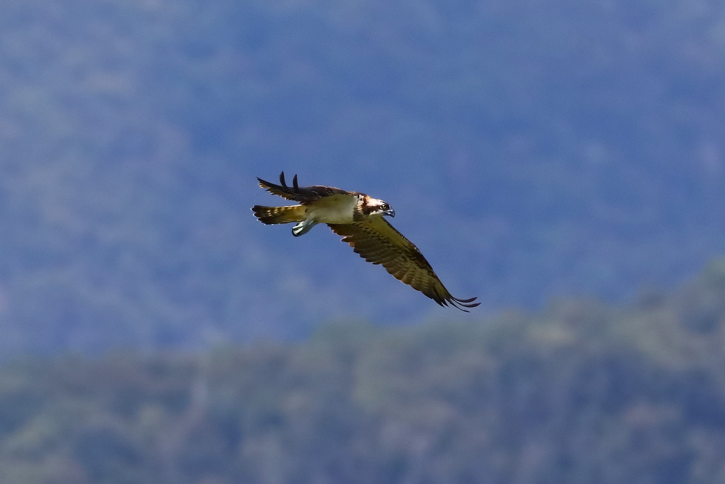 Falco pescatore 01-09-2023