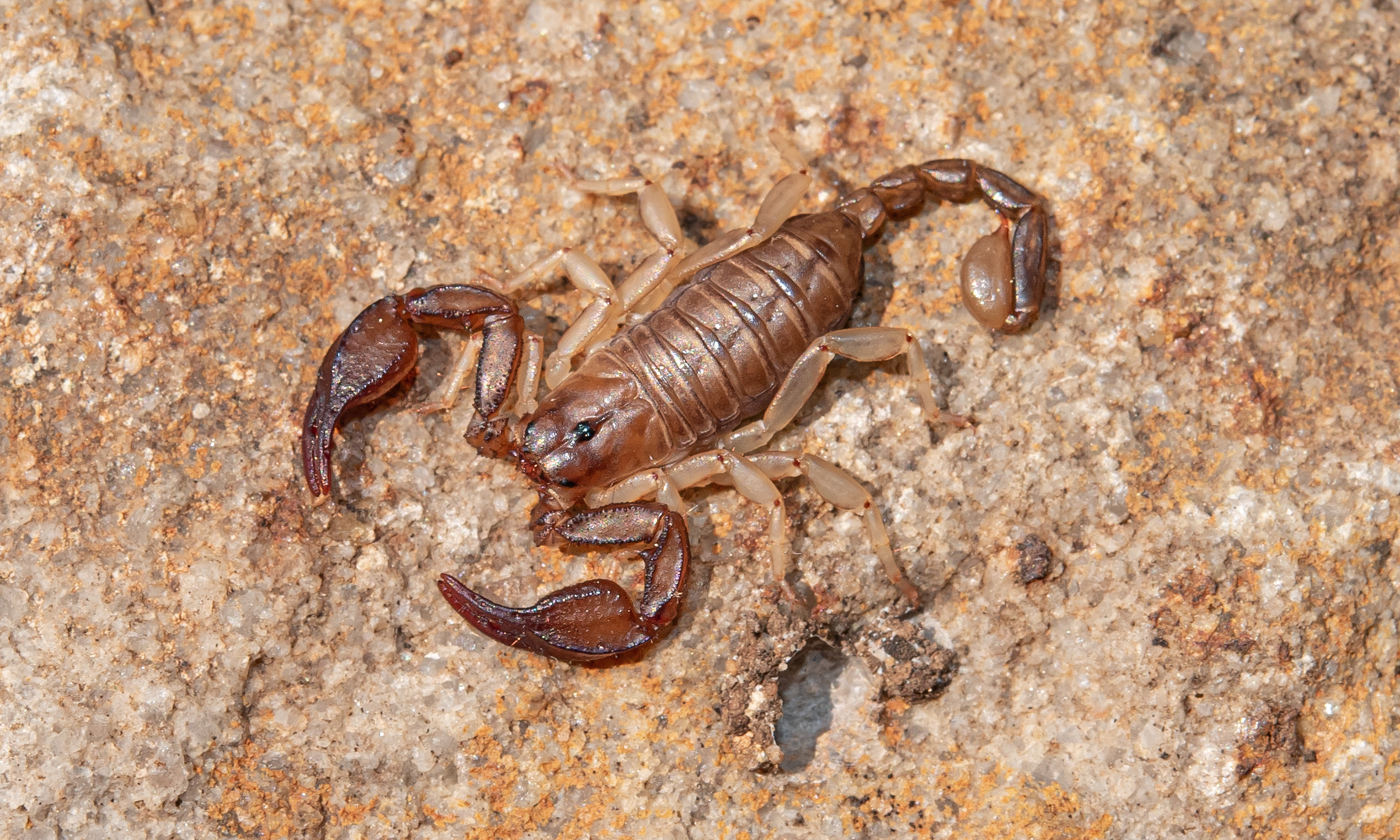Euscorpius sicanus