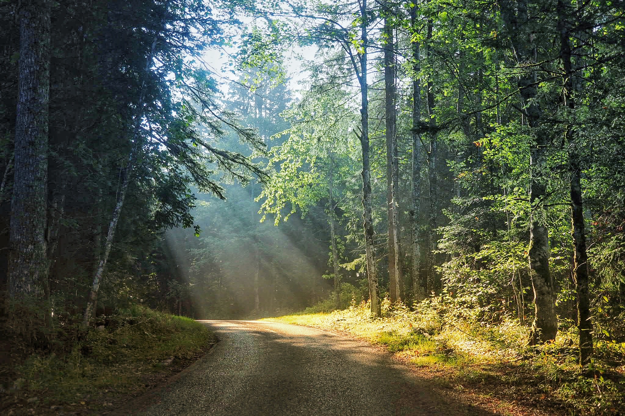 Lights in the woods - Mont de Baulmes - Vaud - Switzerland
