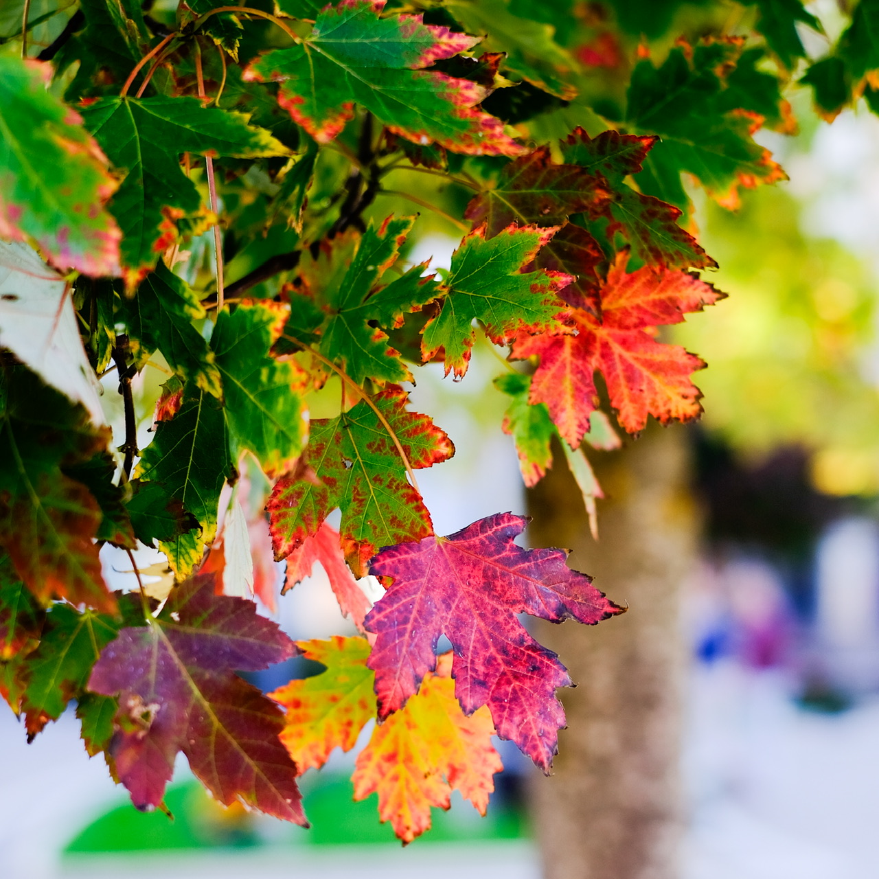 Autumn in the Plateau