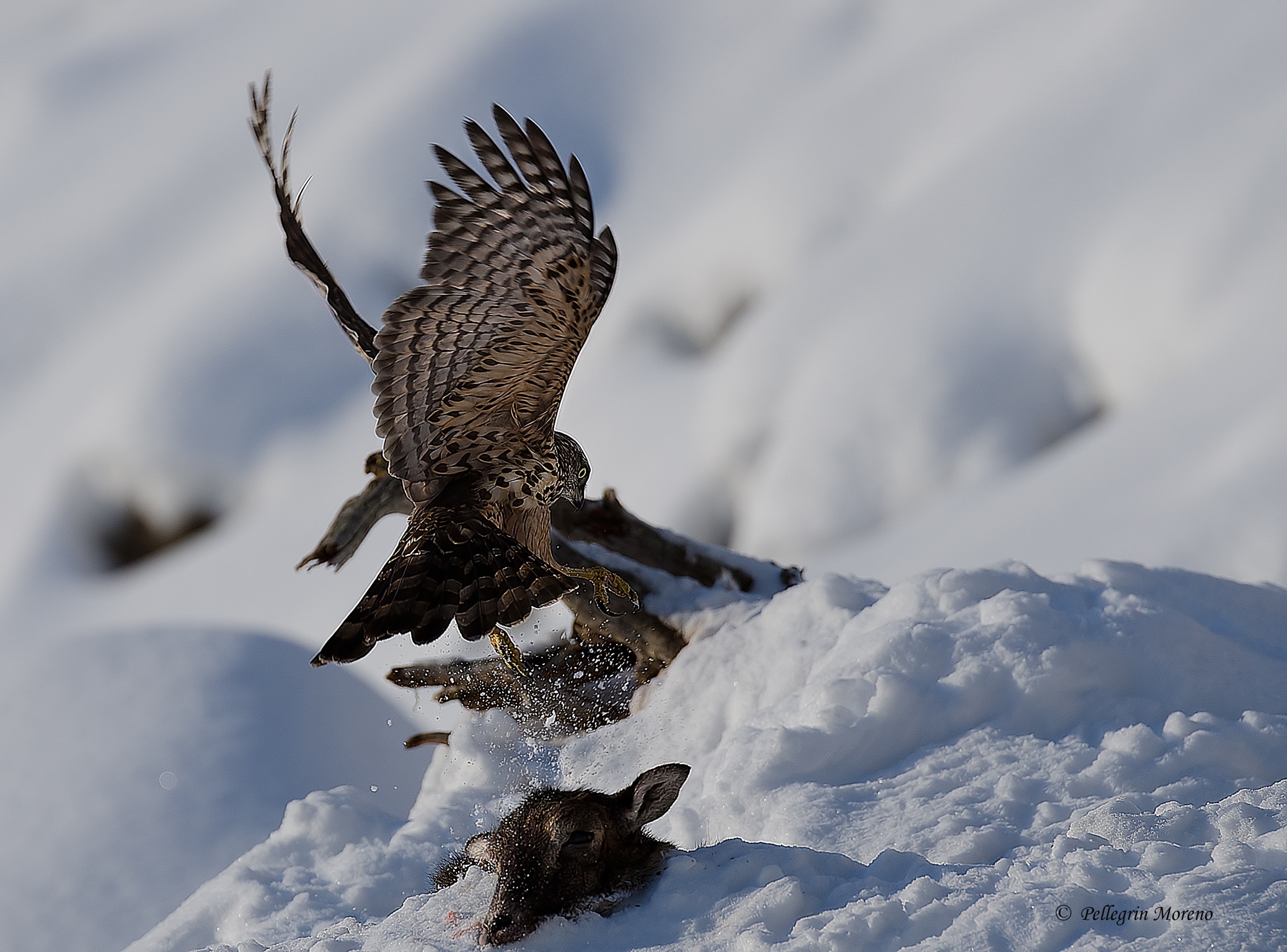 Goshawk 2