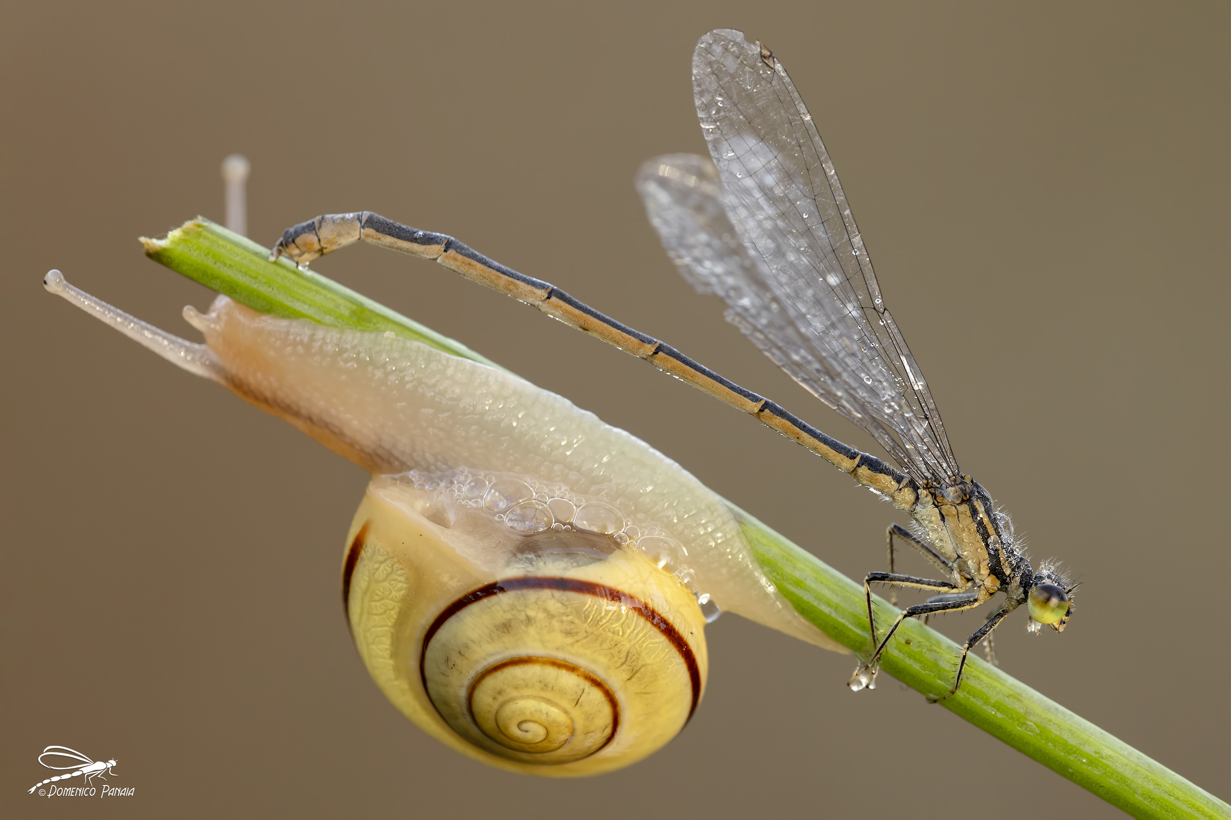 ischnura elegans