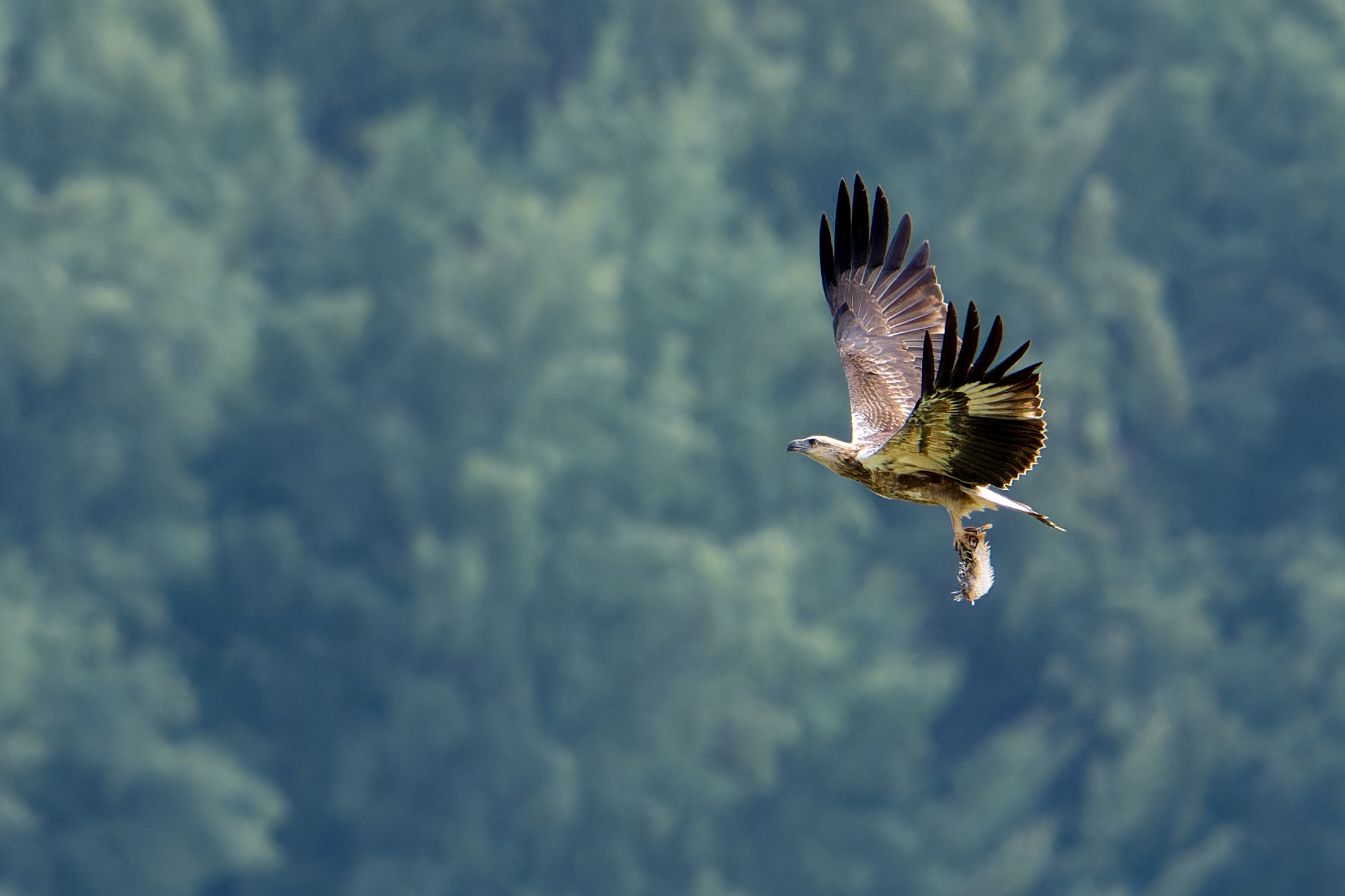 Fish eagle in Phuket
