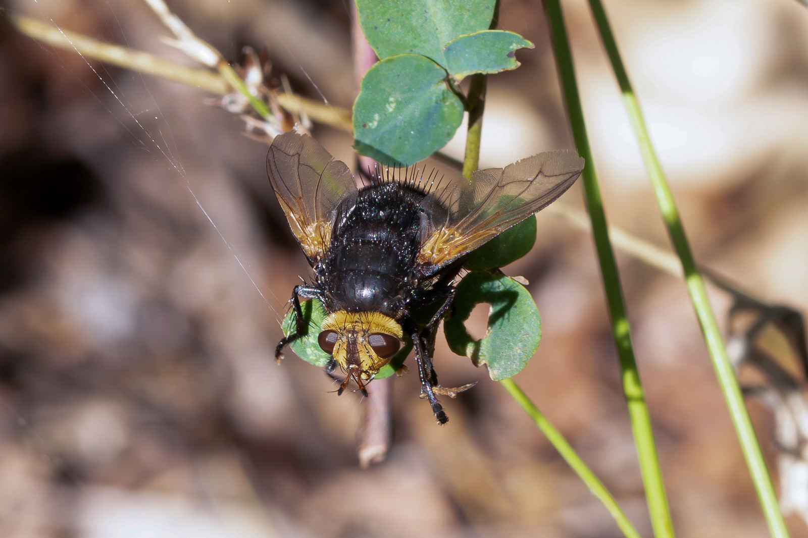 Tachina grossa