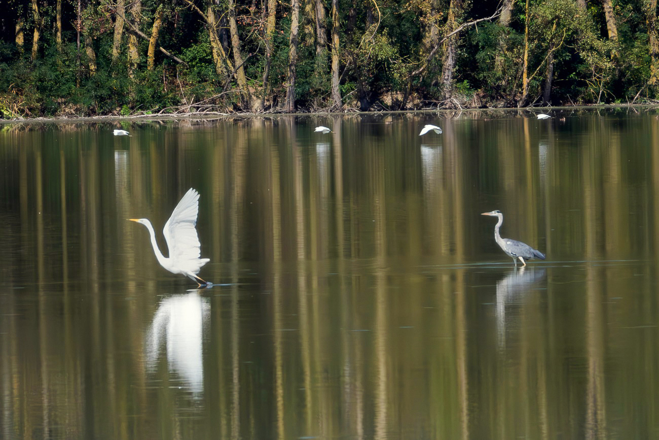 The dance of herons