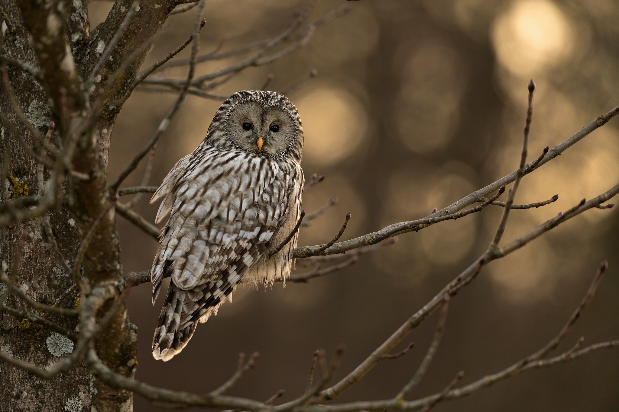 Ural owl