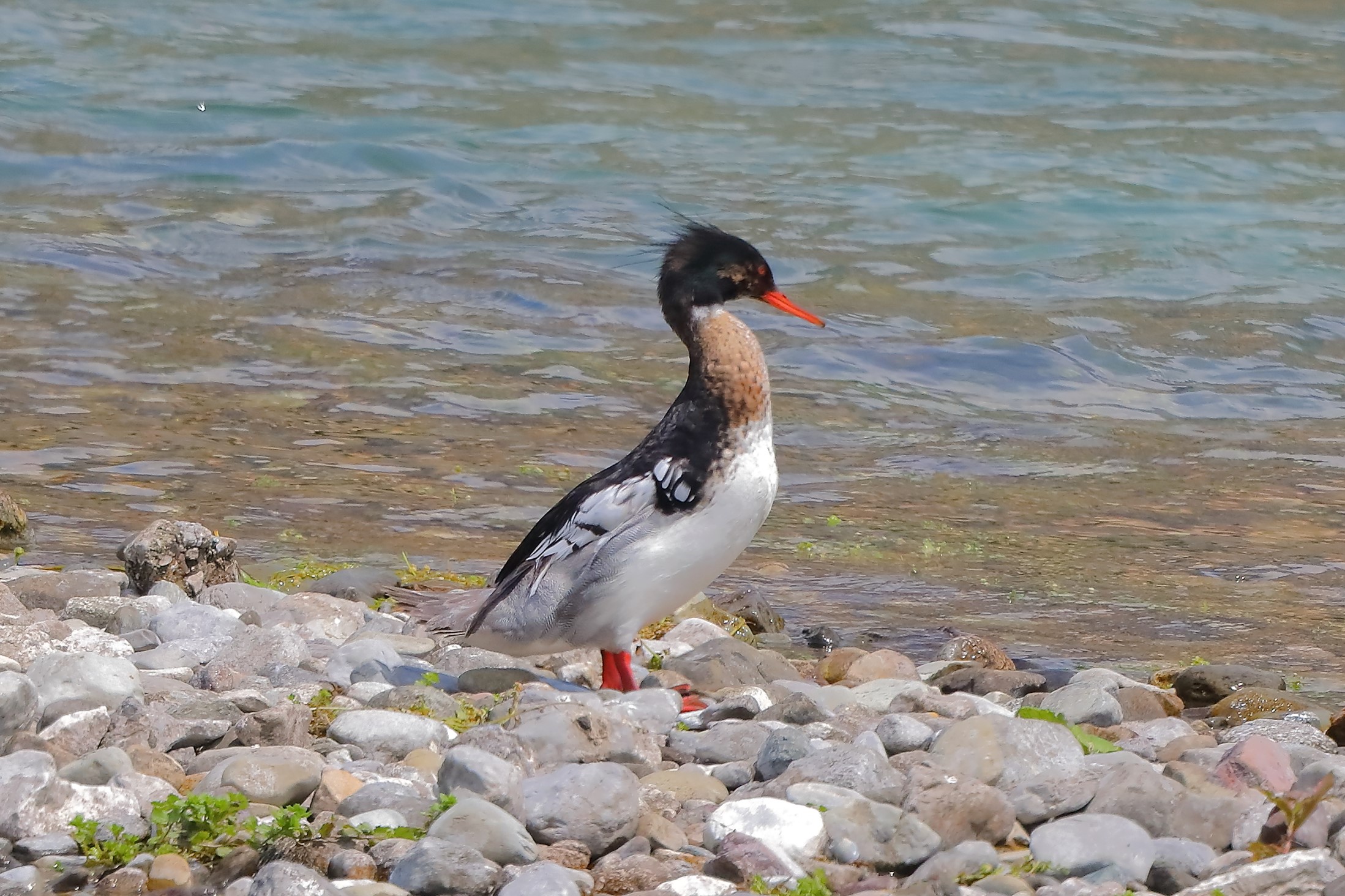 Smergo minore 23-05-2023