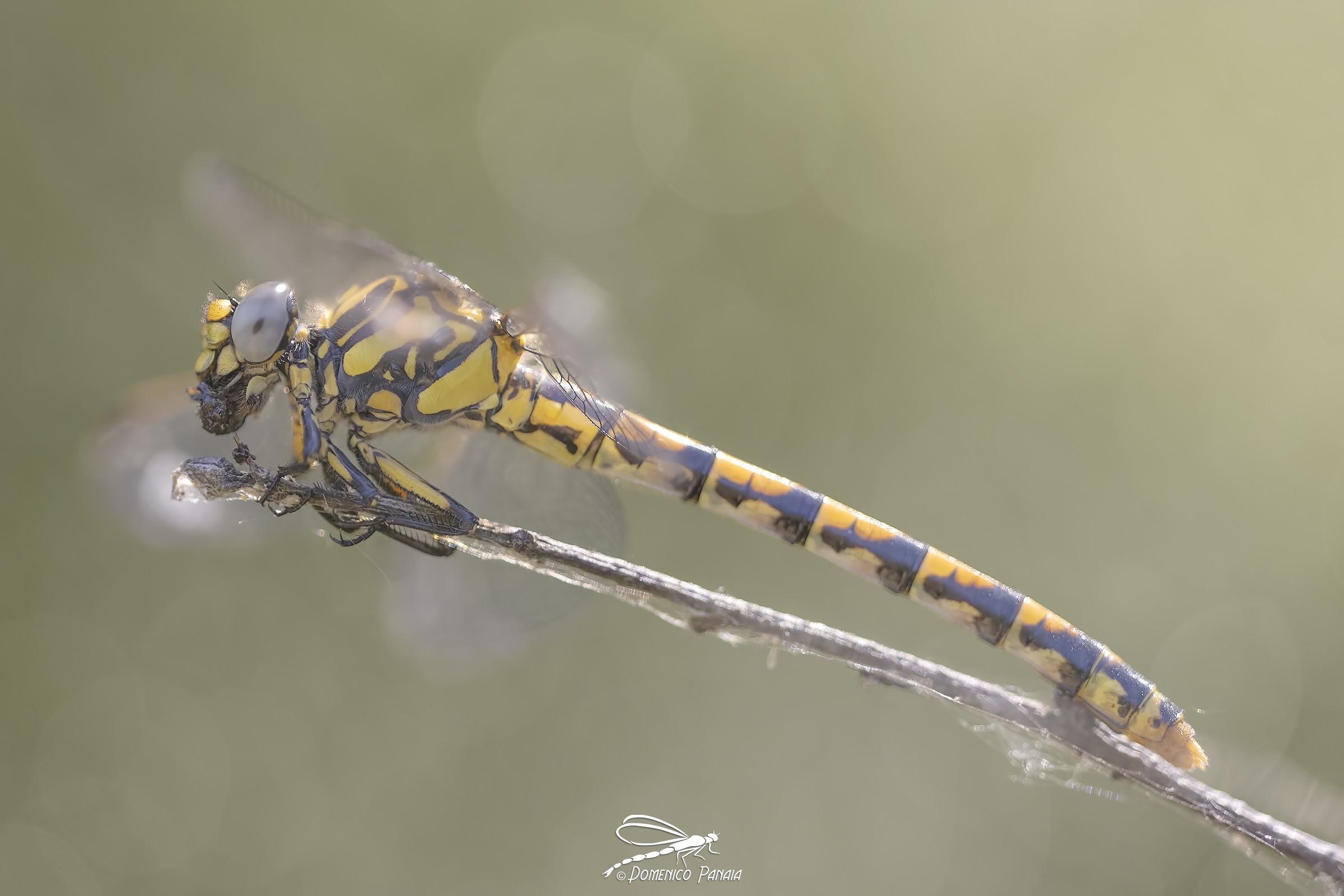 Onycoghomphus uncatus