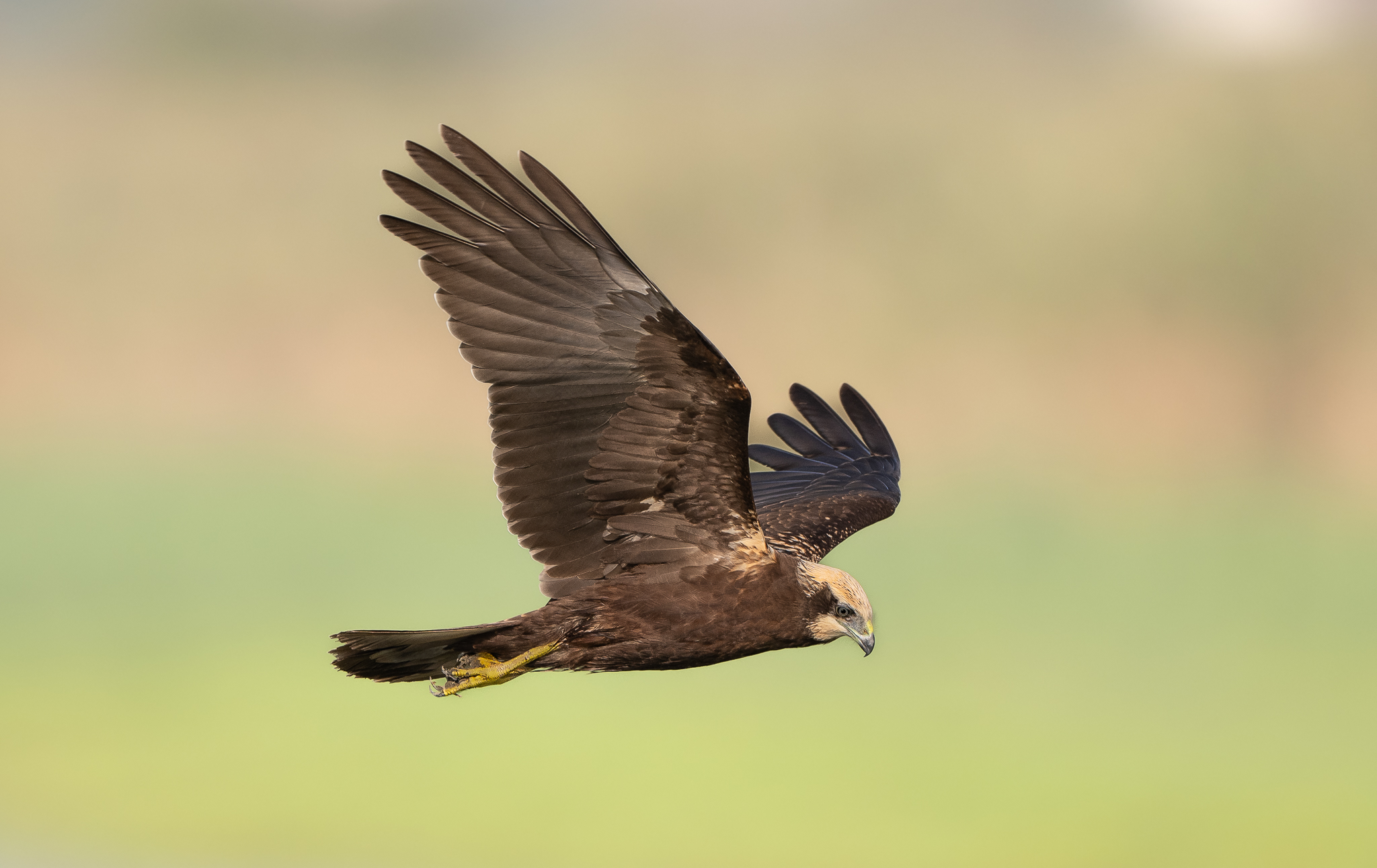 Falco di palude: caccia in volo a bassa quota