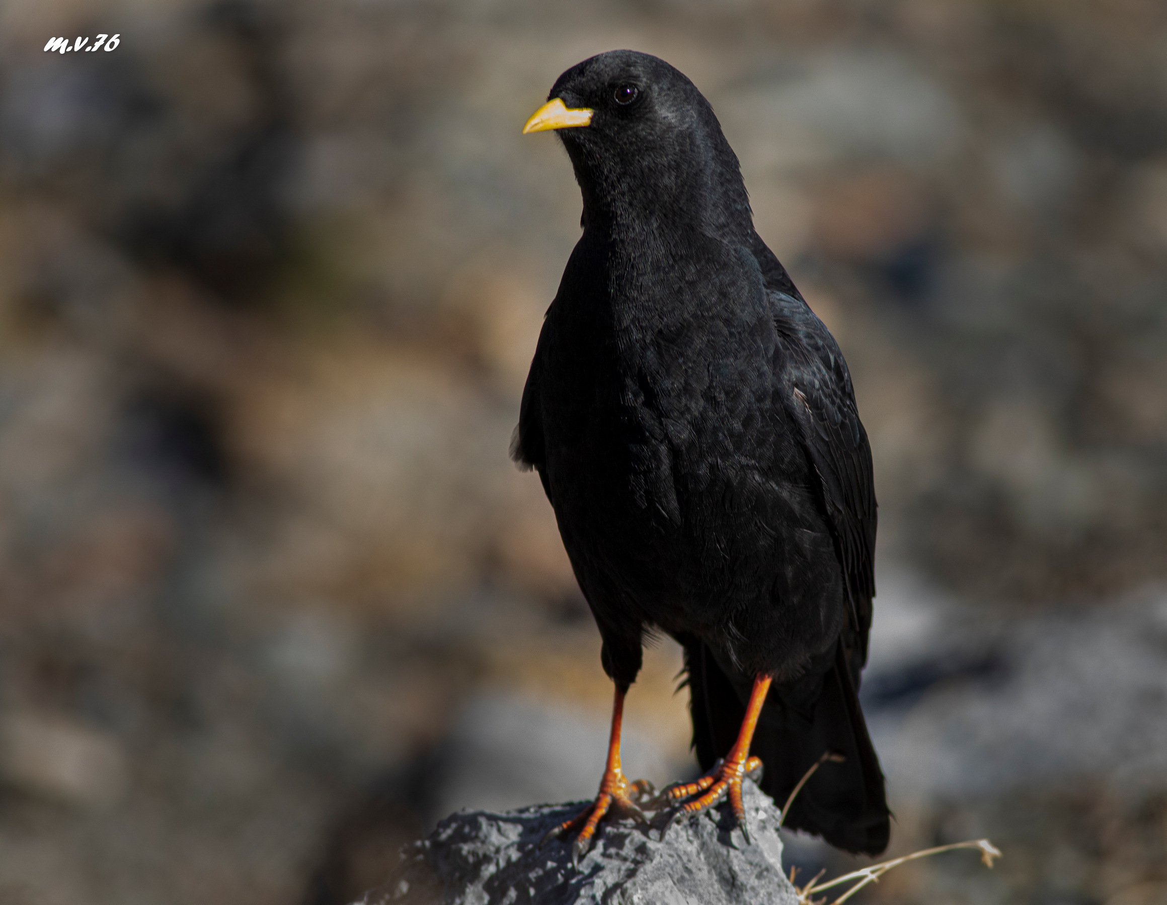 Gracchio Alpino - Pyrrhocorax graculus