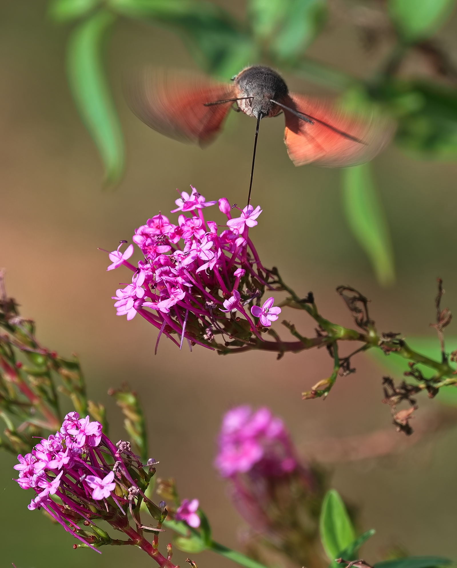 Macroglossum Stellatarum