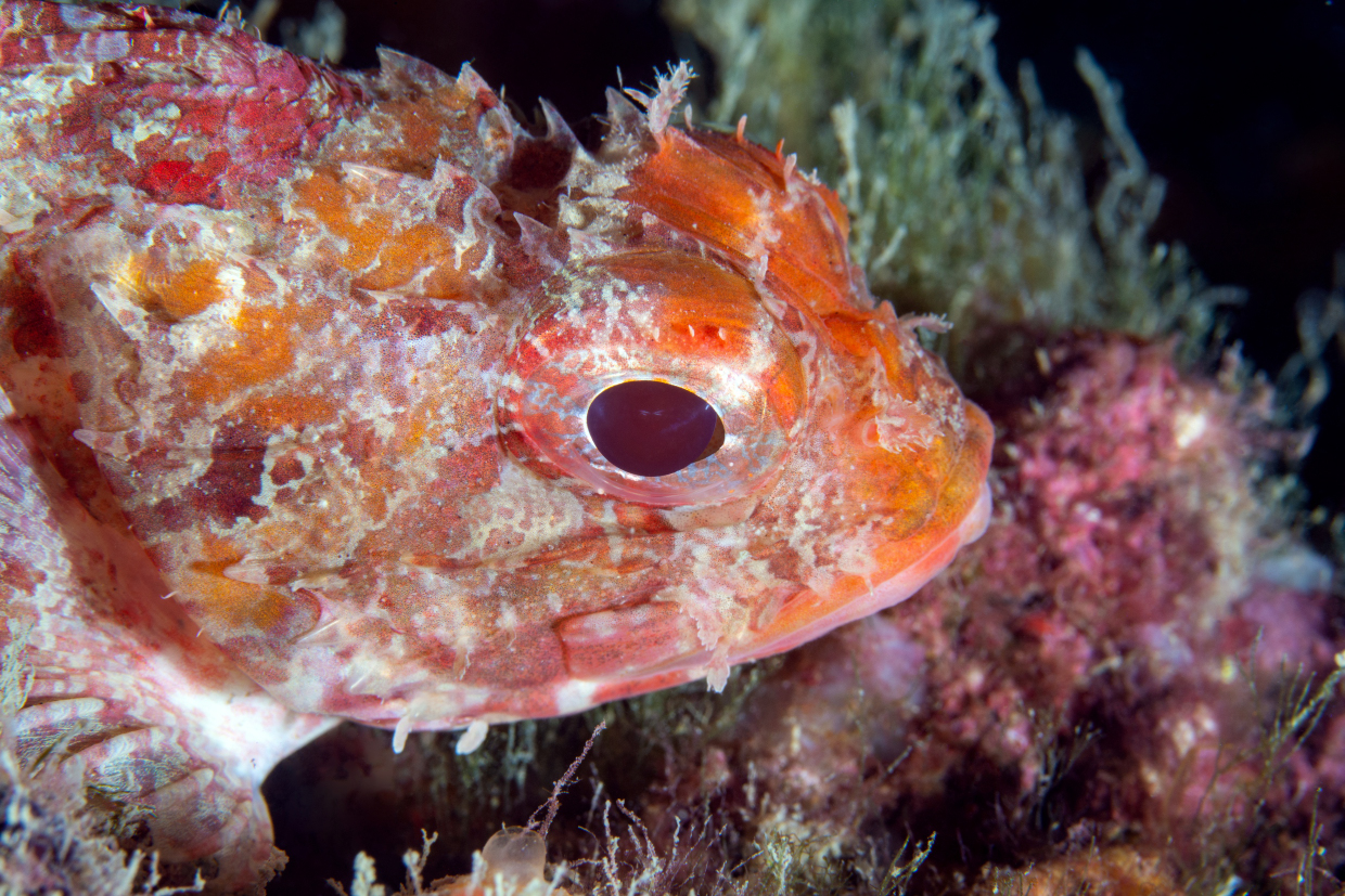 Scorpionfish - Cala Byron - Portovenere
