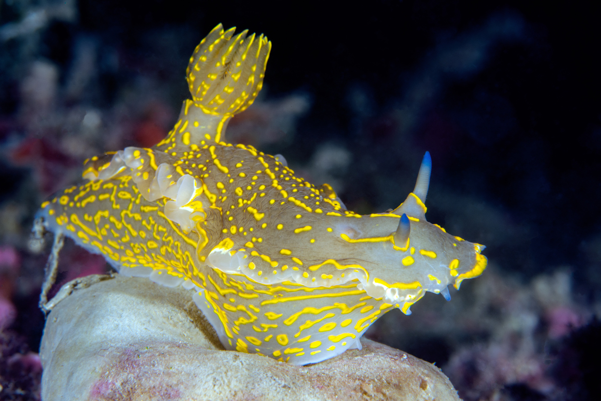 Doride- Cala Byron - Portovenere