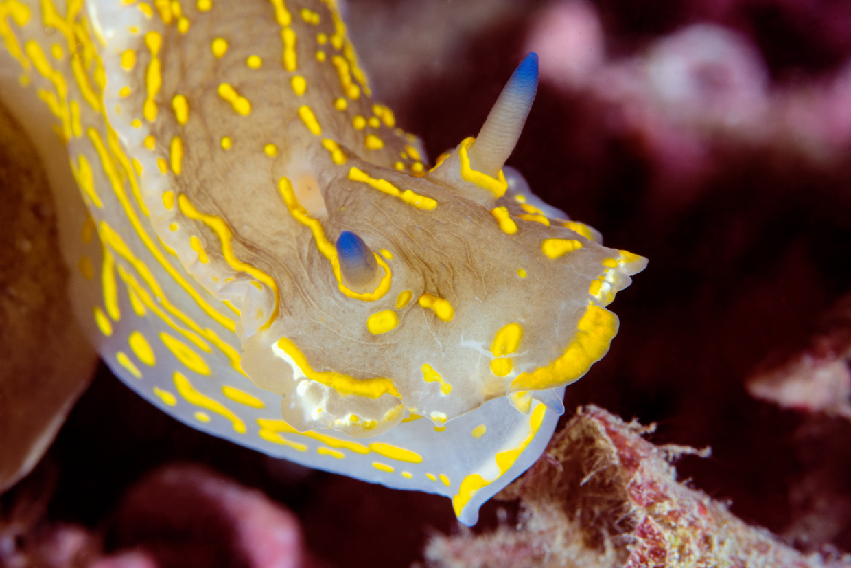 Doride- Cala Byron- Portovenere
