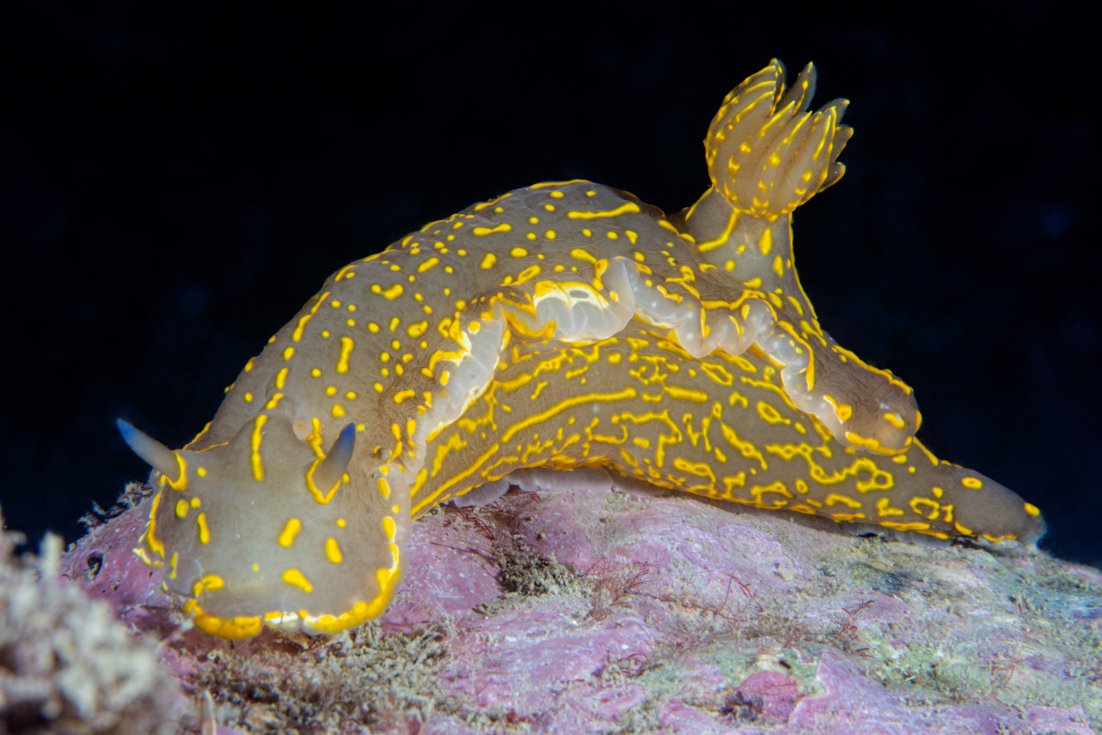 Doride- Cala Byron- Portovenere