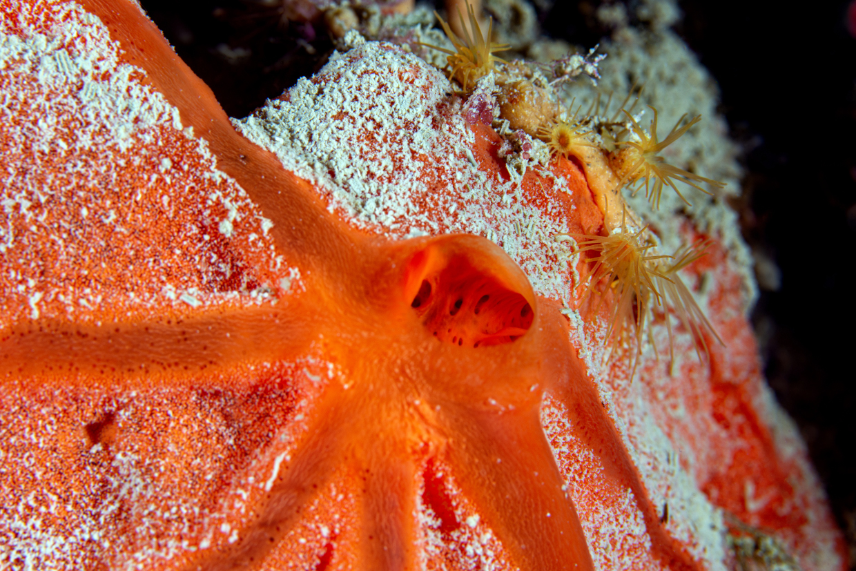 Sponge- Calas Byron- Portovenere