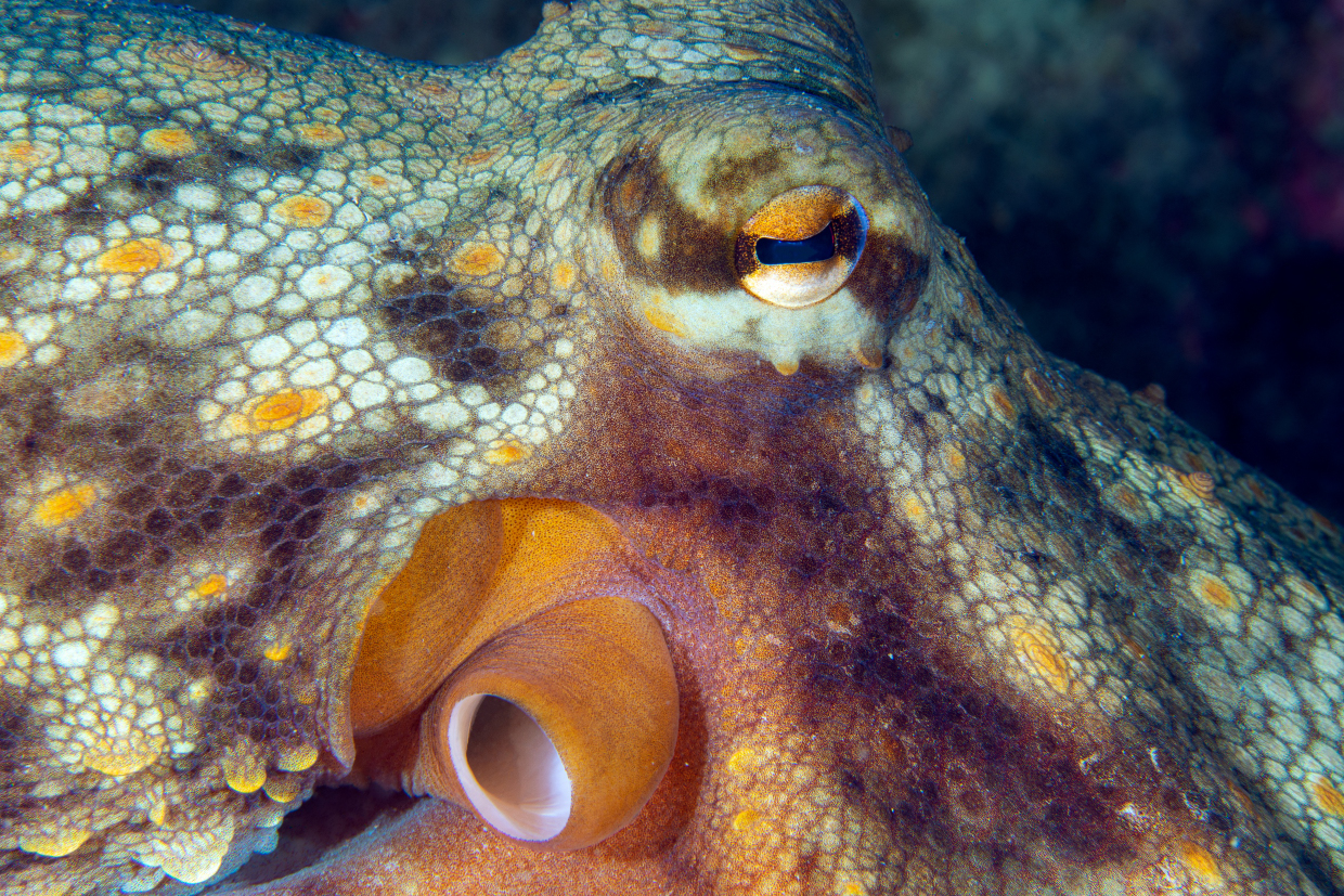 Octopus- Cala Byron- Portovenere