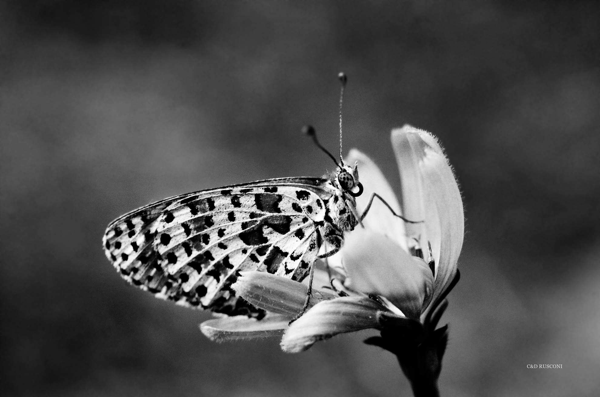 ritratto di farfalla