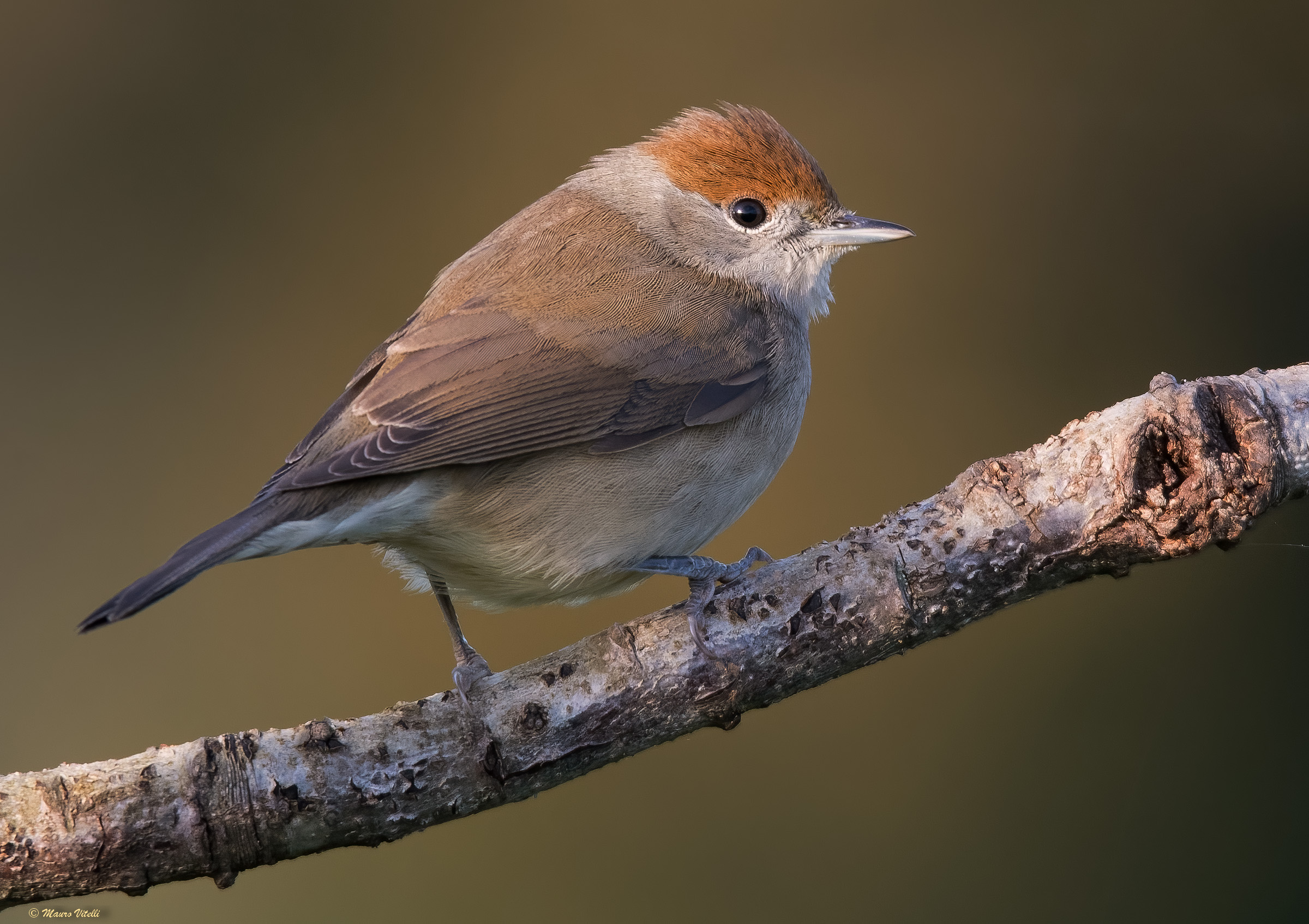 Capinera (Sylvia atricapilla) female