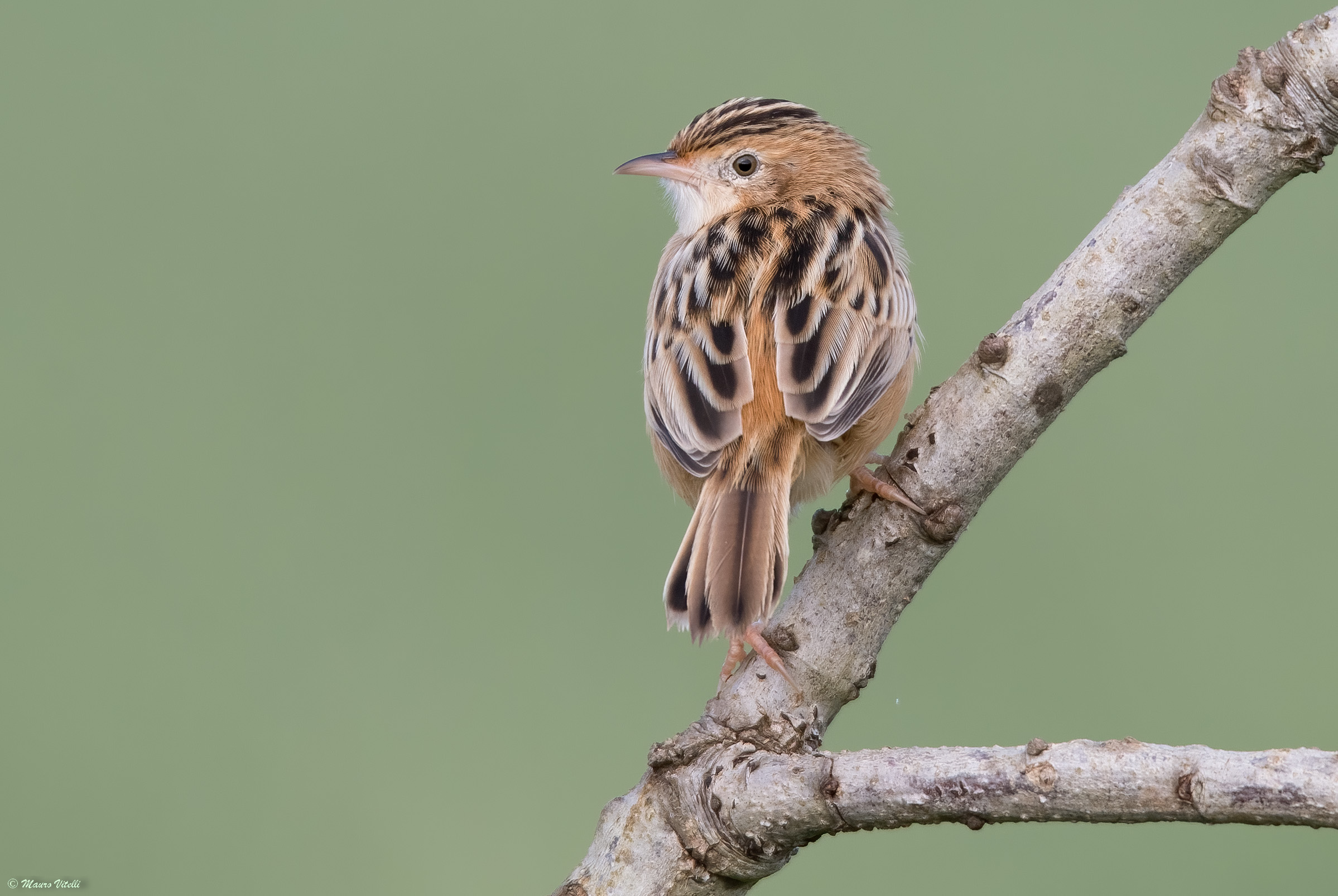 Snipe (Cisticola juncidis)