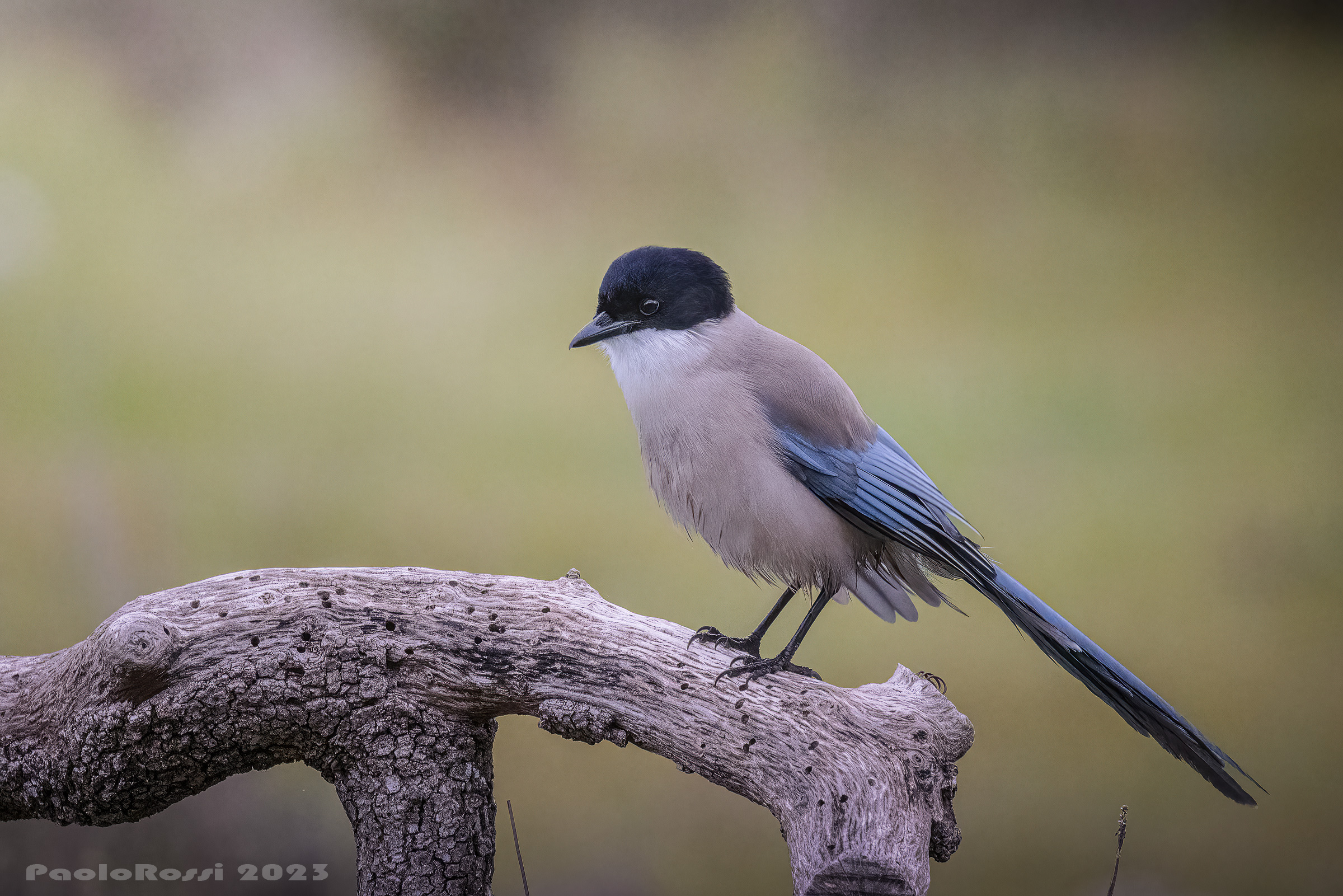 Gazza ali azzurre...