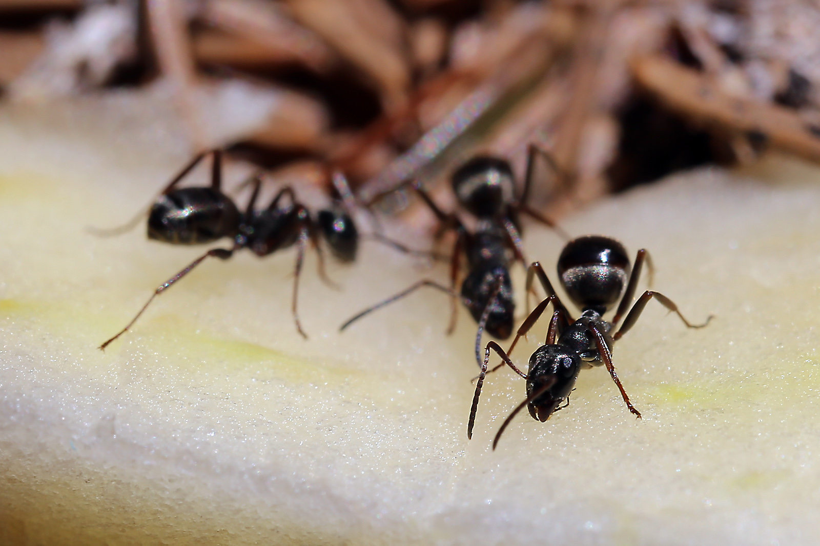 Formiche di montagna
