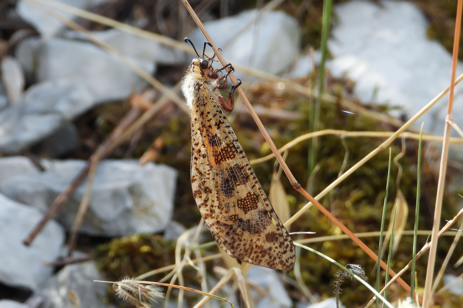 Palpares libelluloides