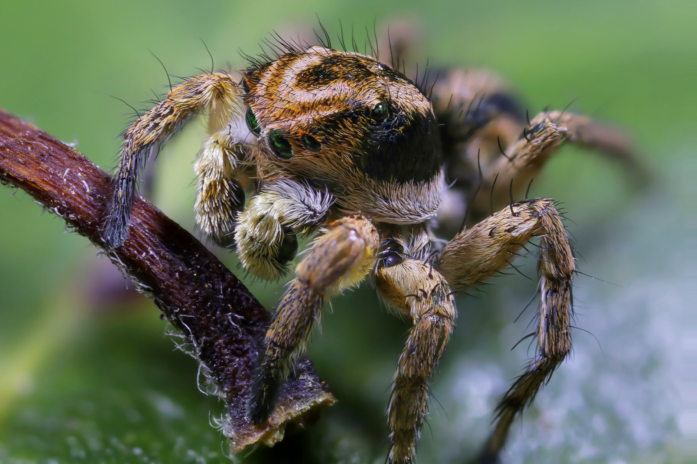 Aelurillus v-insignitus