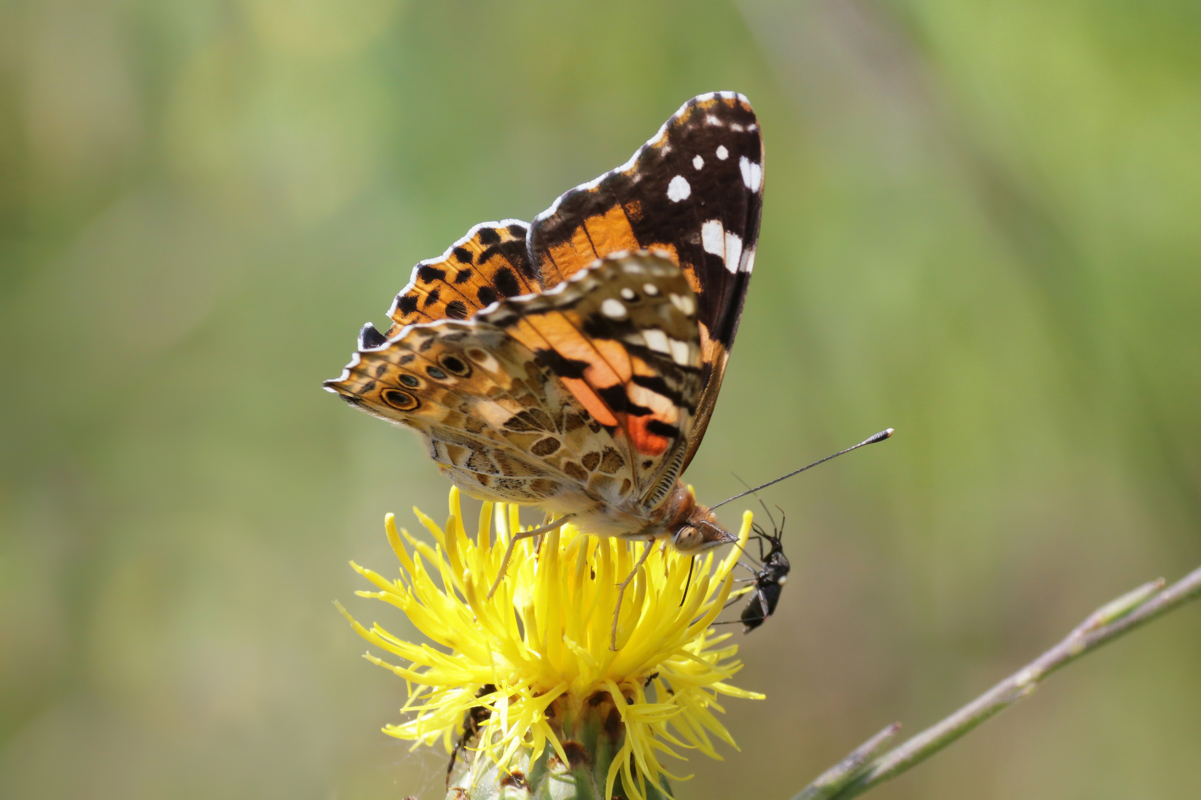 Vanessa Cardui