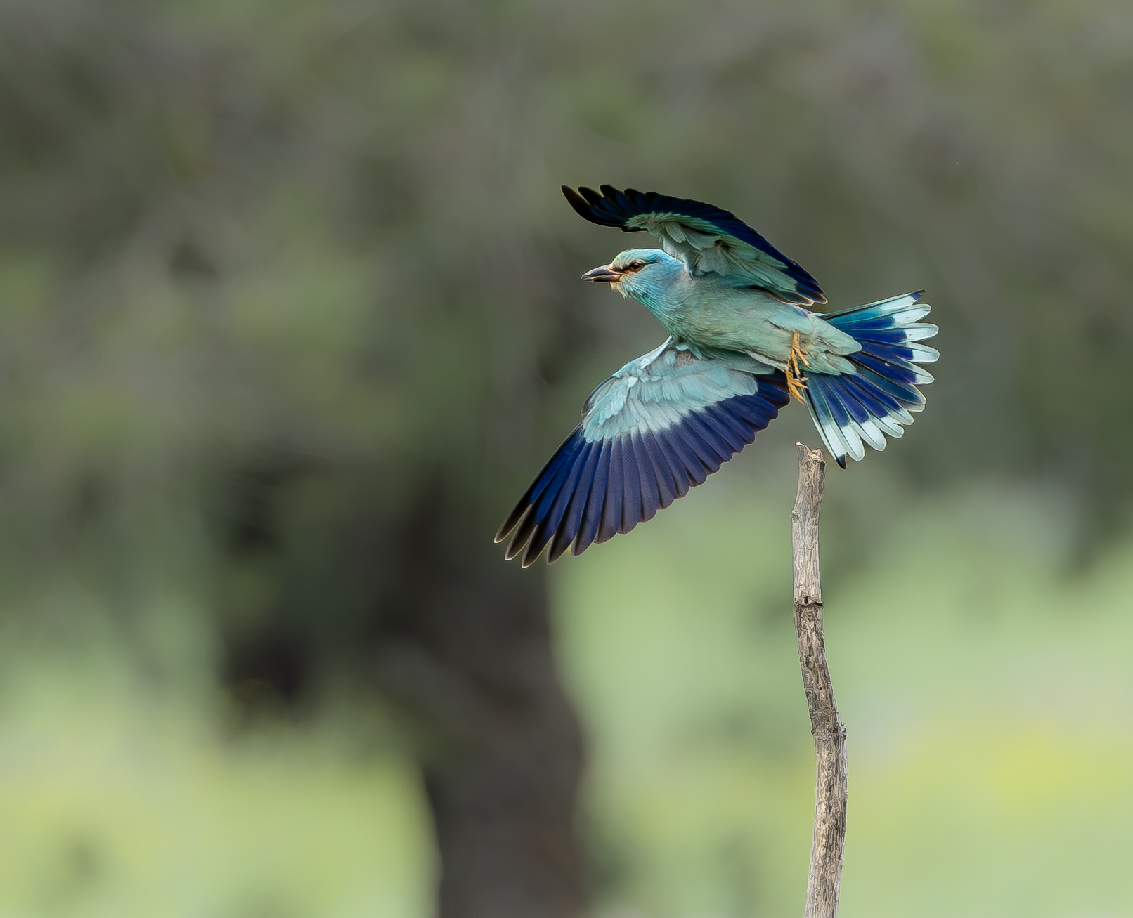 Roller in search of company