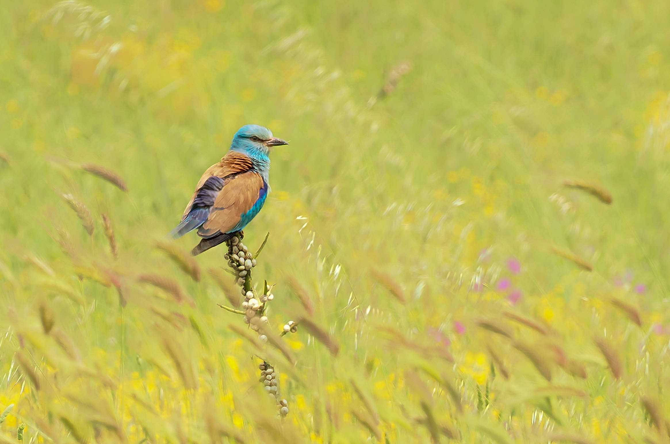 Jay in Matera
