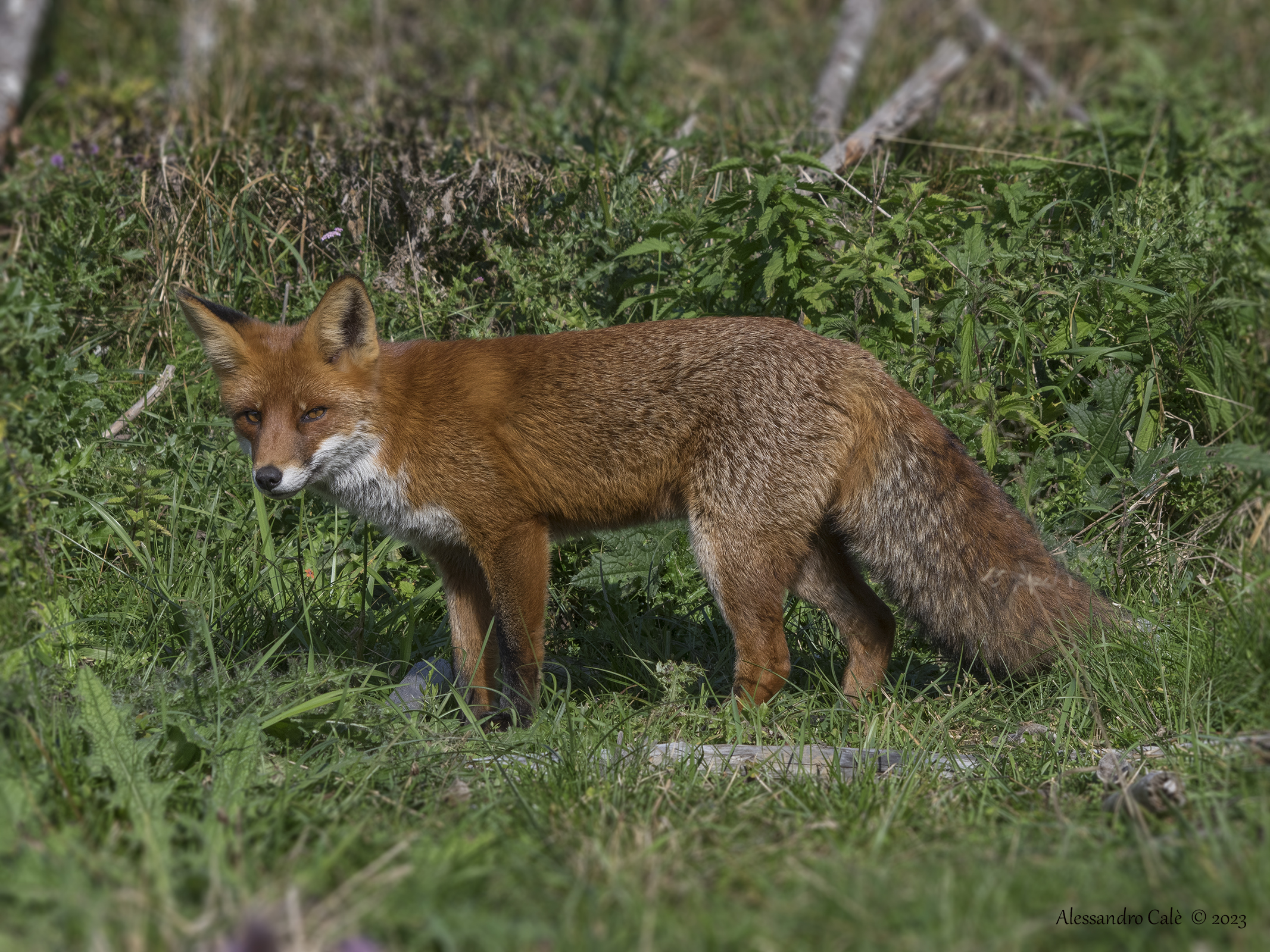 Vulpes vulpes (Volpe rossa) 1593