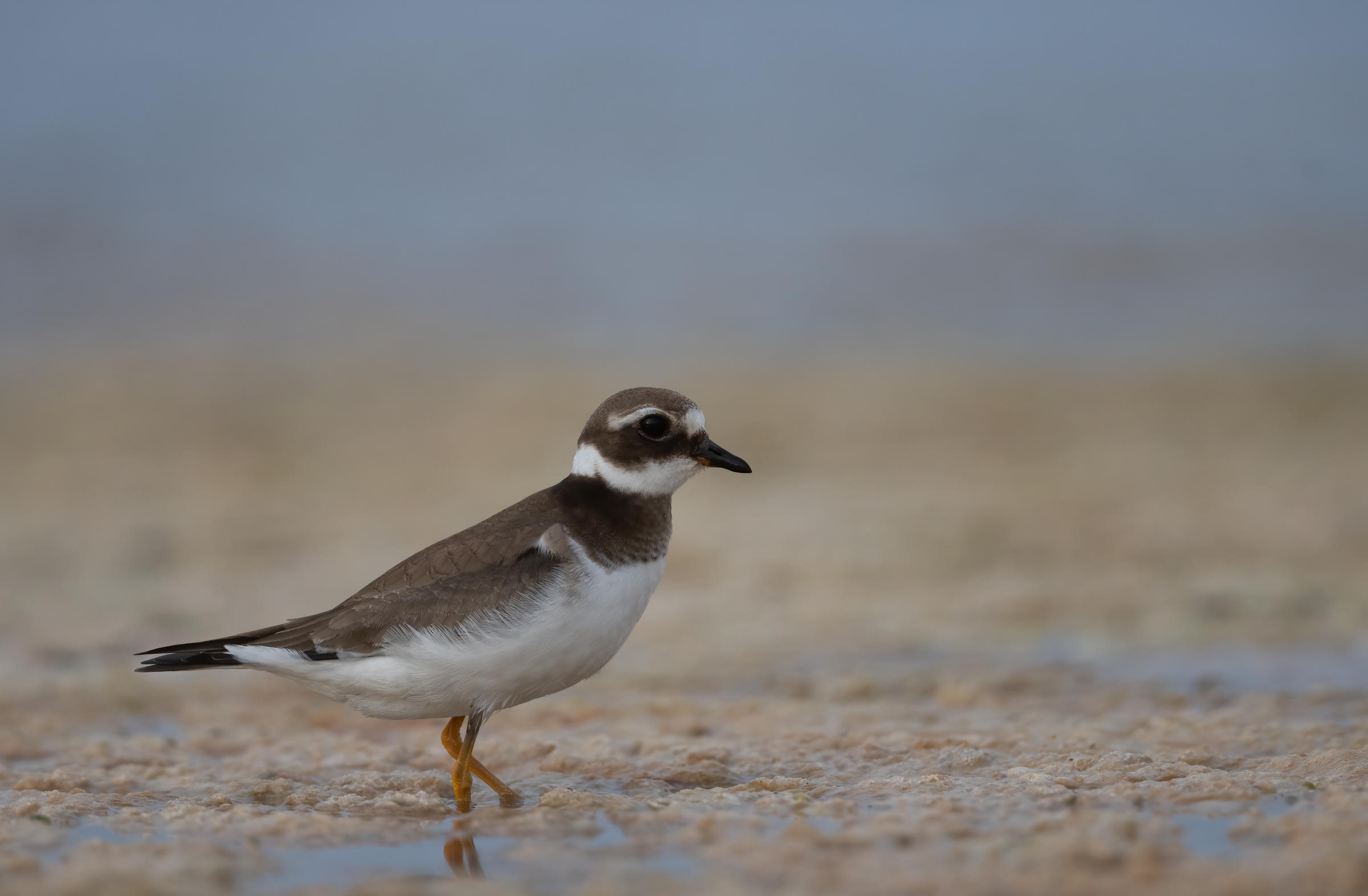 little ringed plover