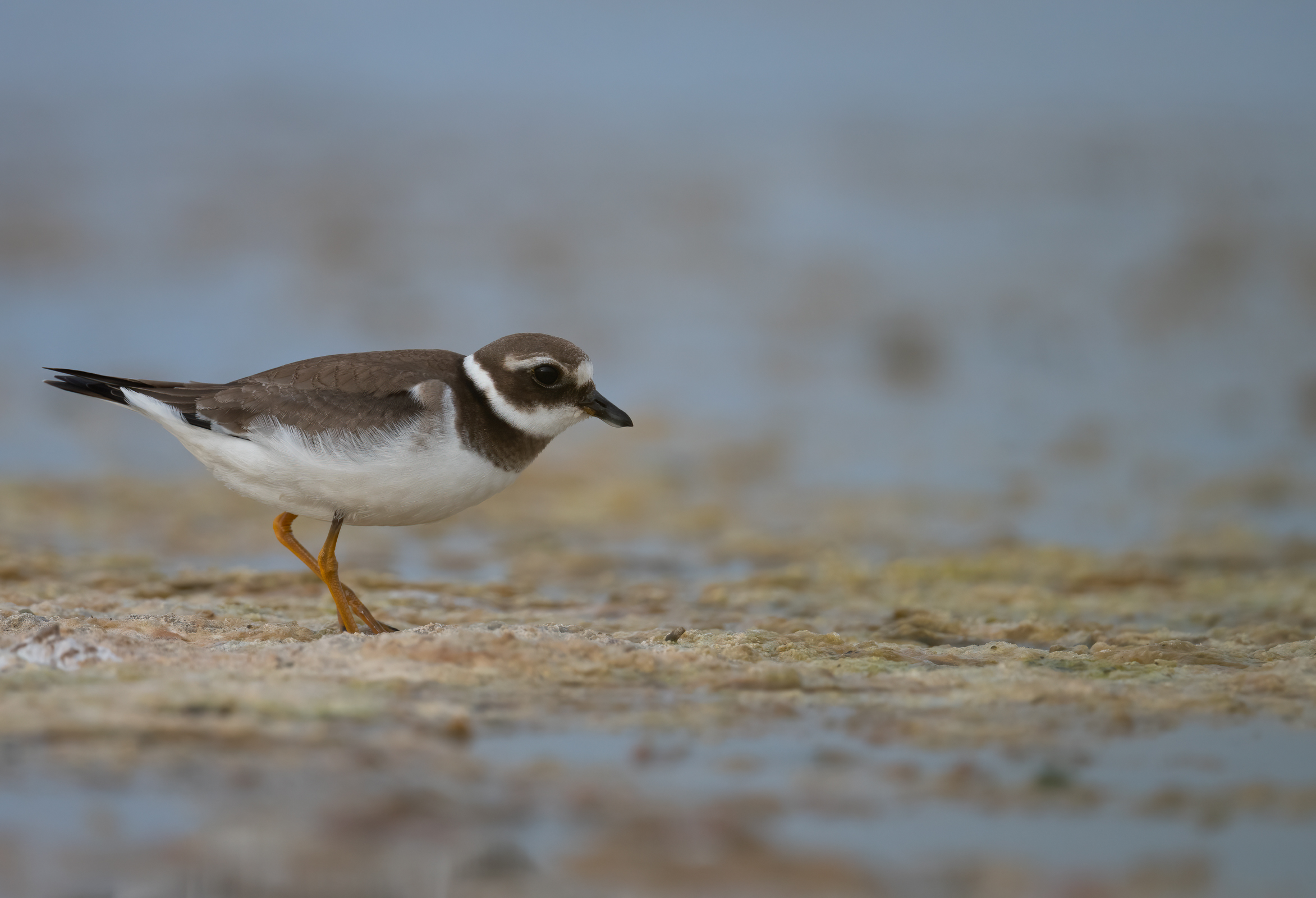 little ringed plover