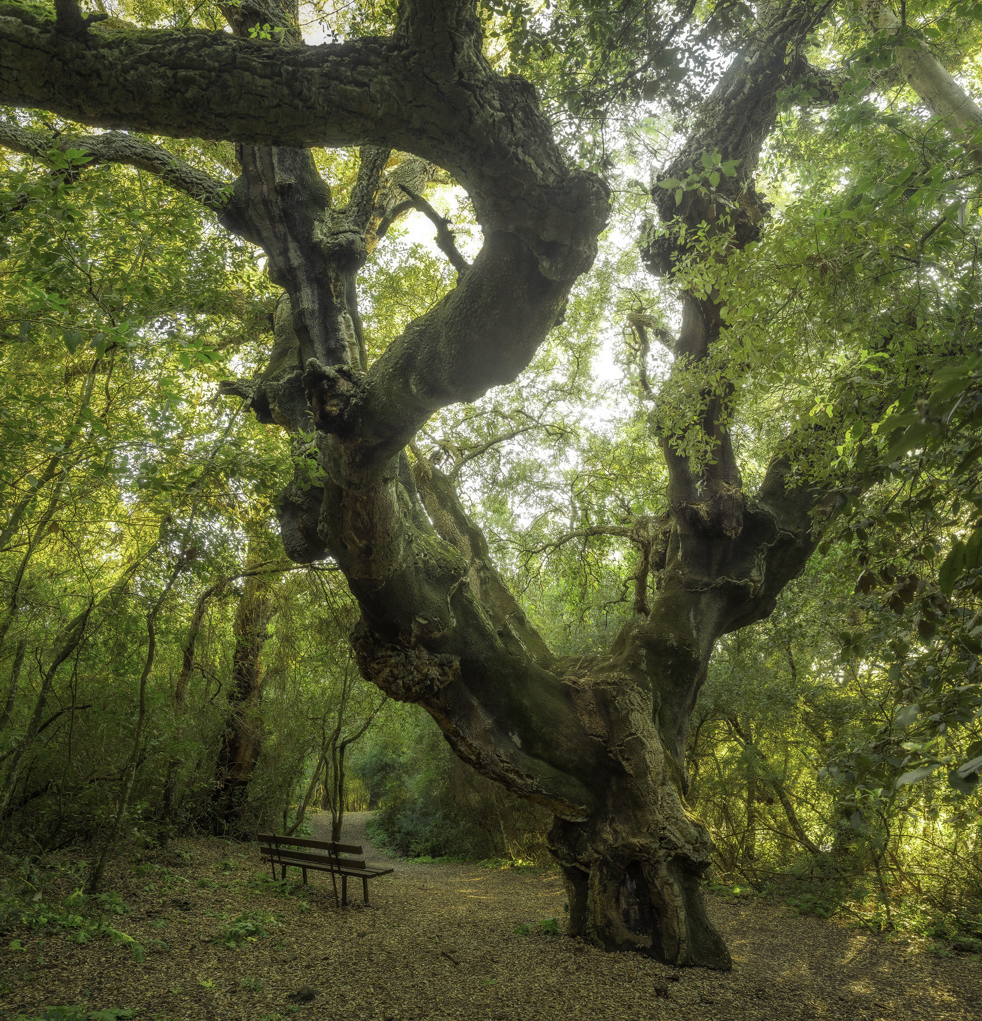 Woodland